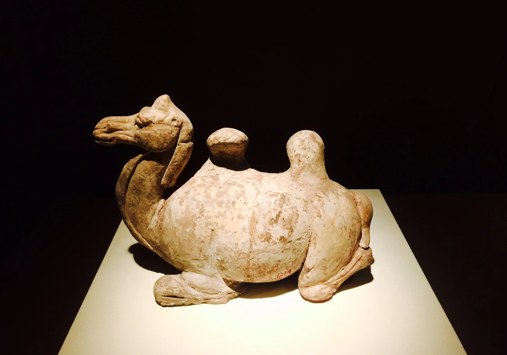 xian-camel.jpg