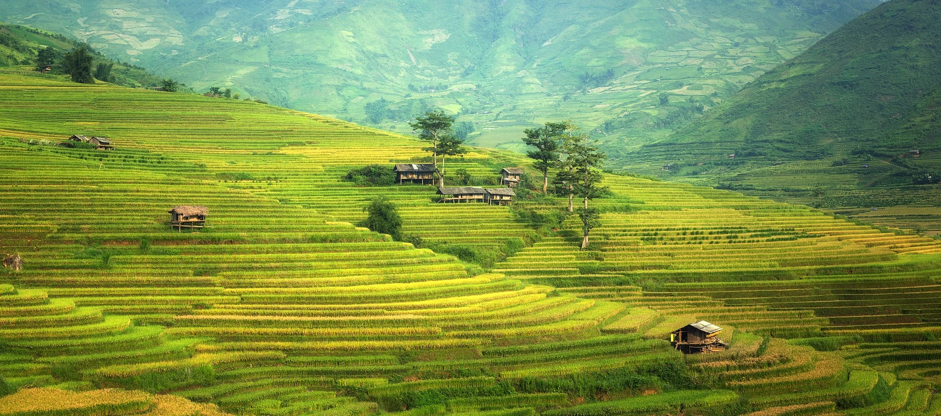agriculture-rice.jpg