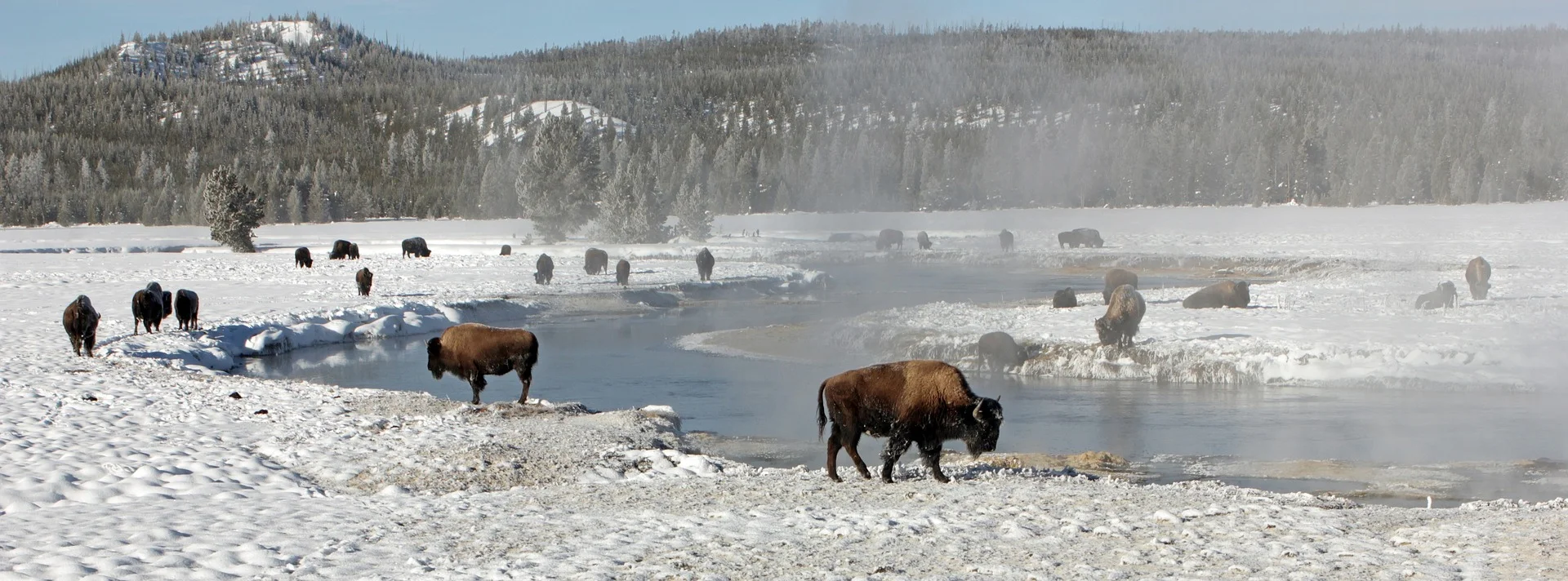bison-buffalo.jpg