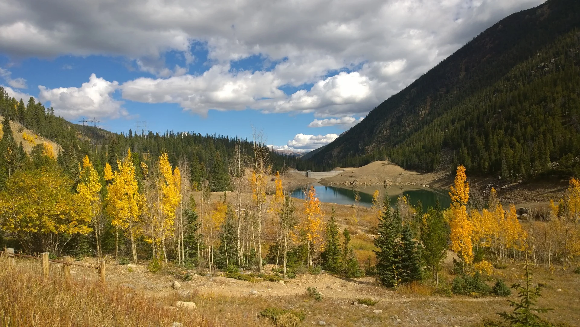 denver-trees.jpg
