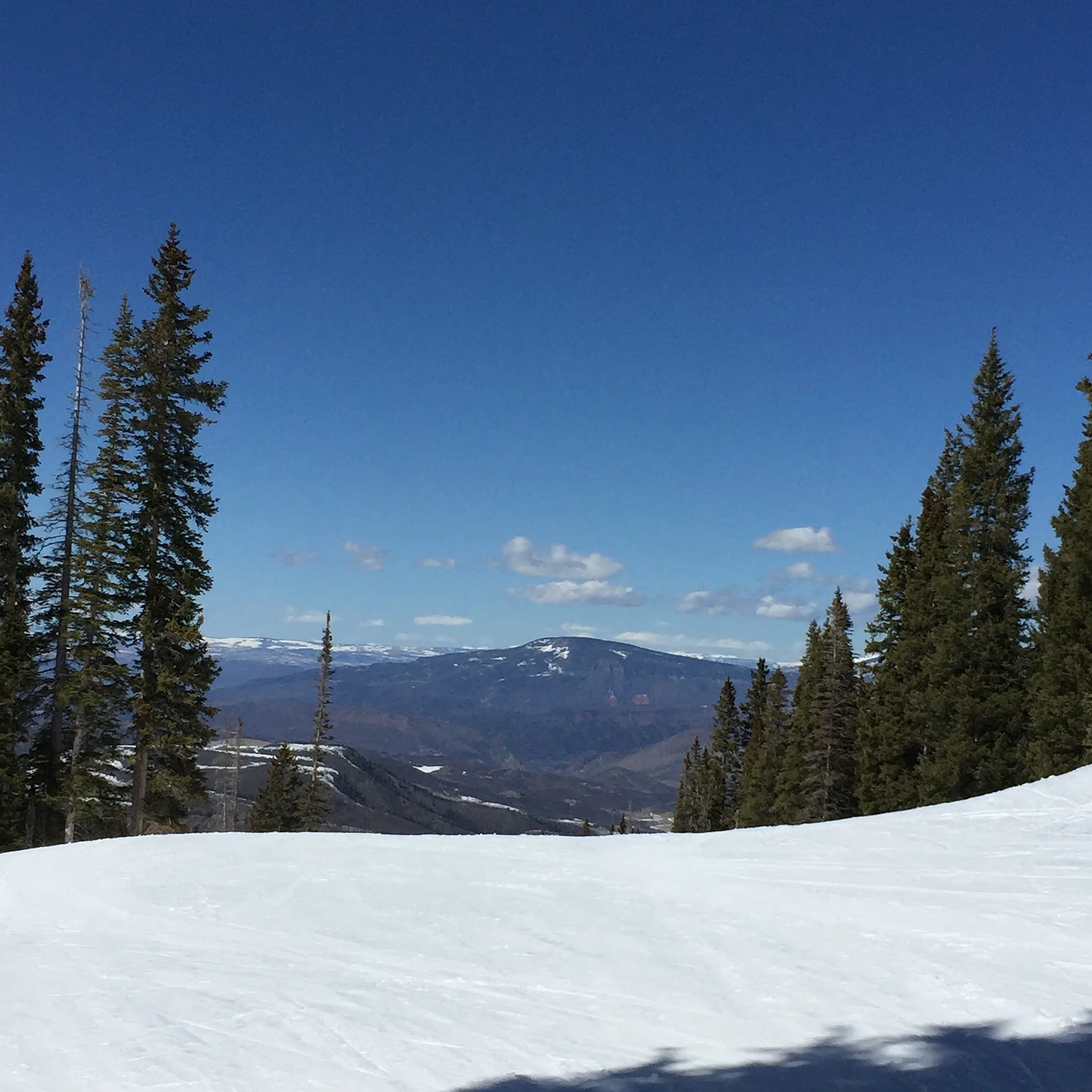 mountain-aspen.jpg