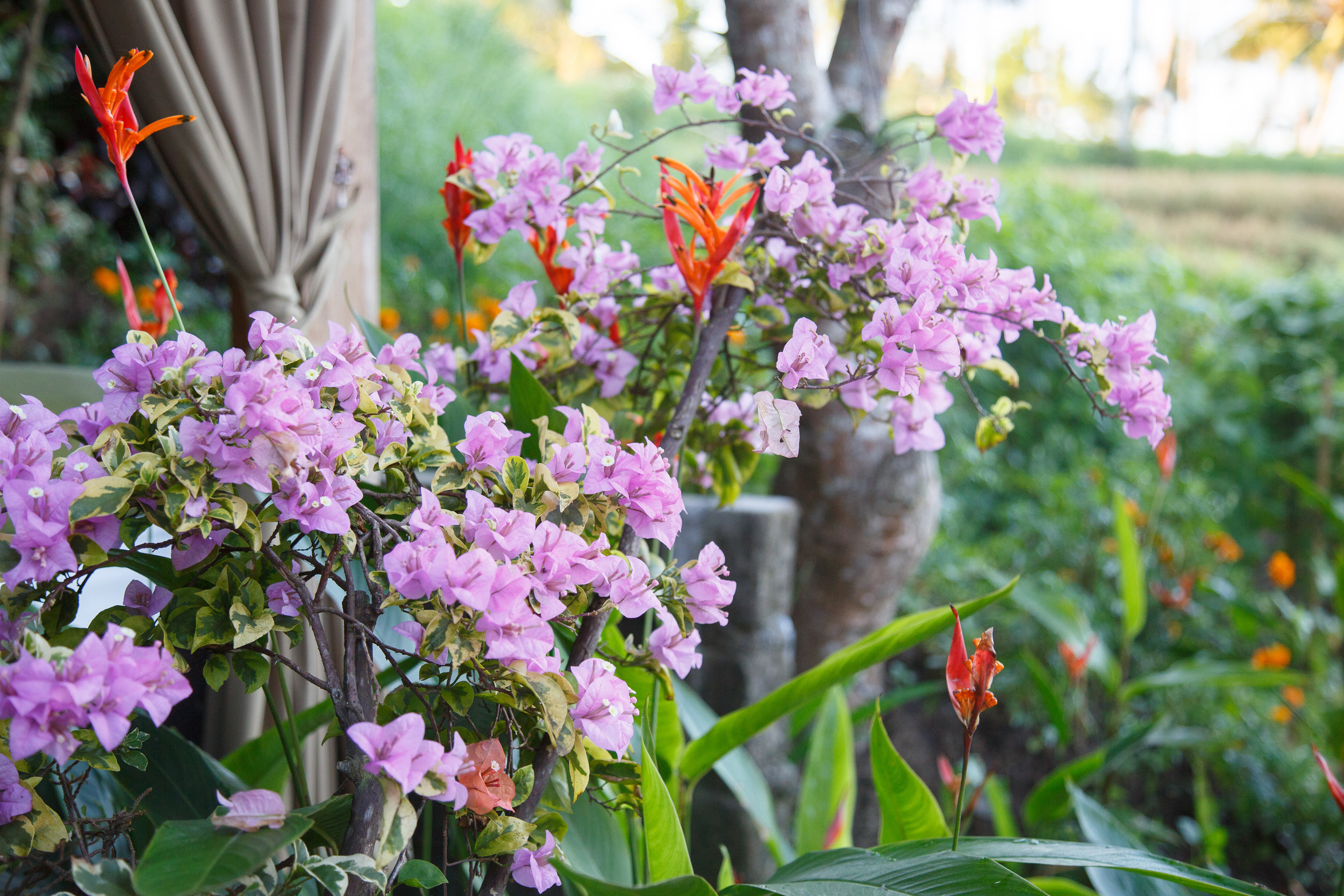 UbudBali2017-1-33.jpg