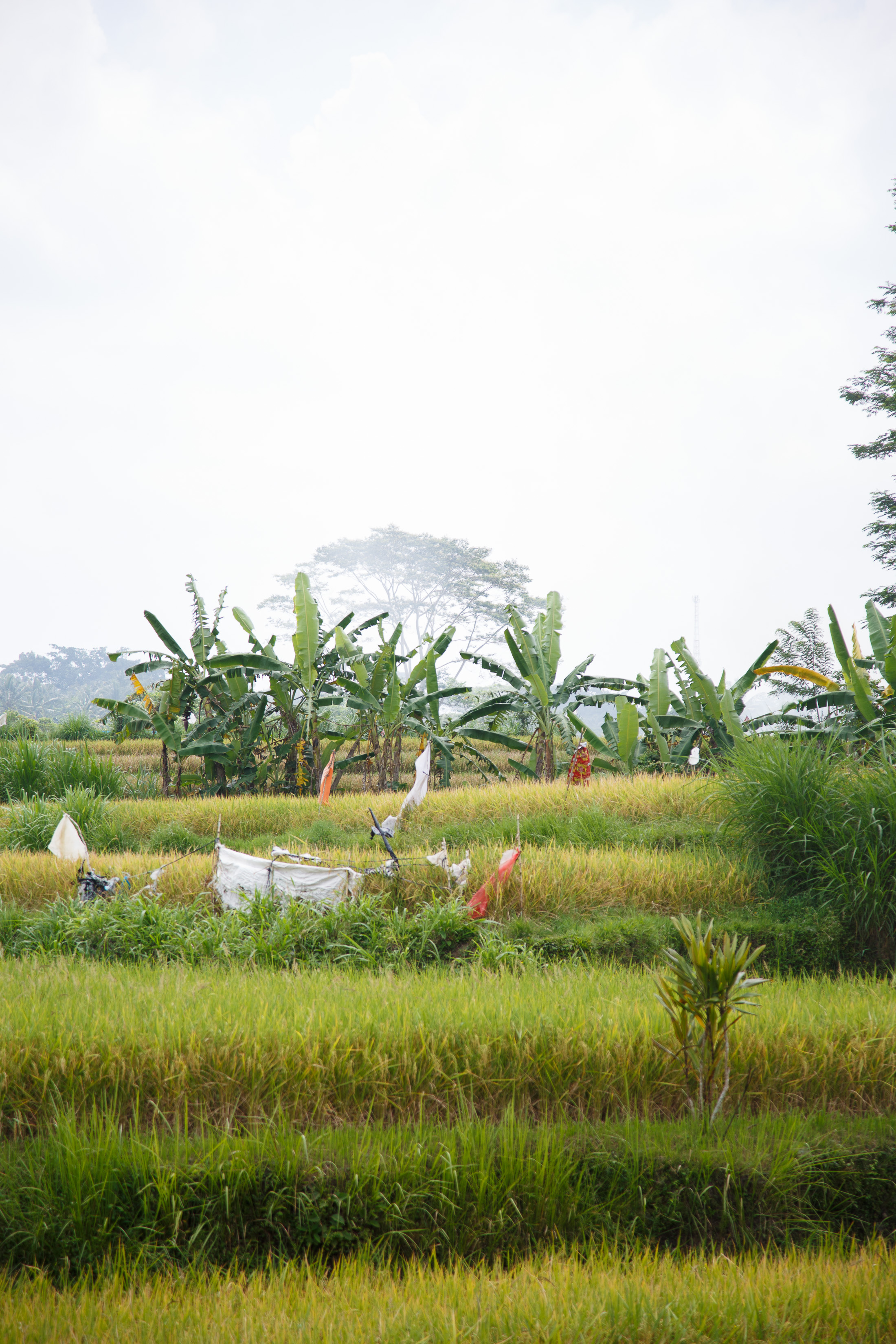 UbudBali2017-1-252.jpg