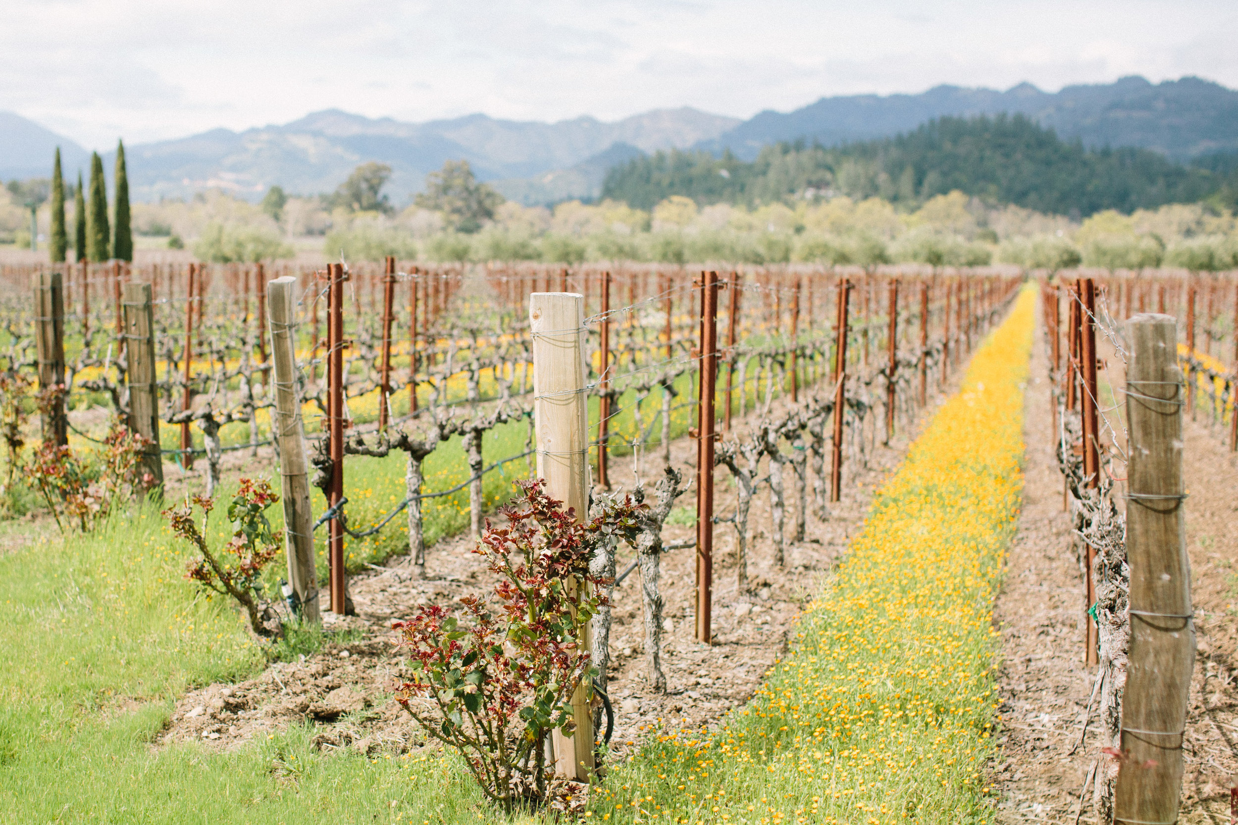 Napa (yellow flowers)-1-2.jpg