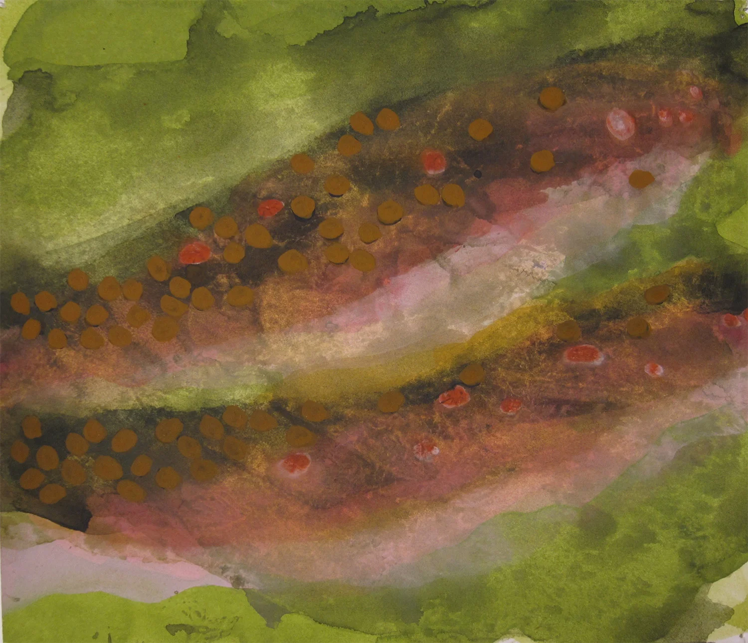 Salvelinus fontinalis-ochre (2016)