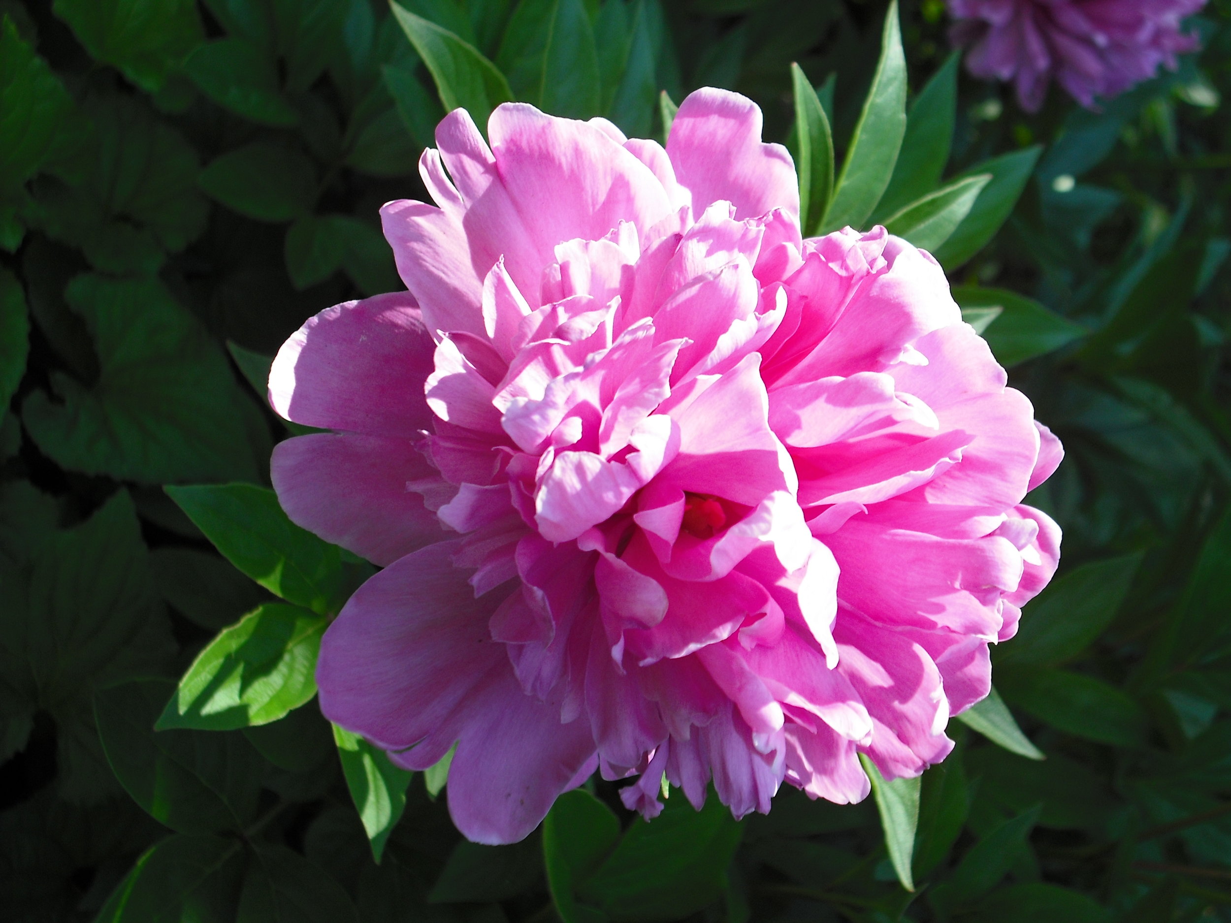 pinkpeony.JPG