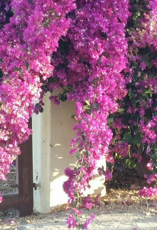 Bougainvillea at the Door, Nazca, Peru