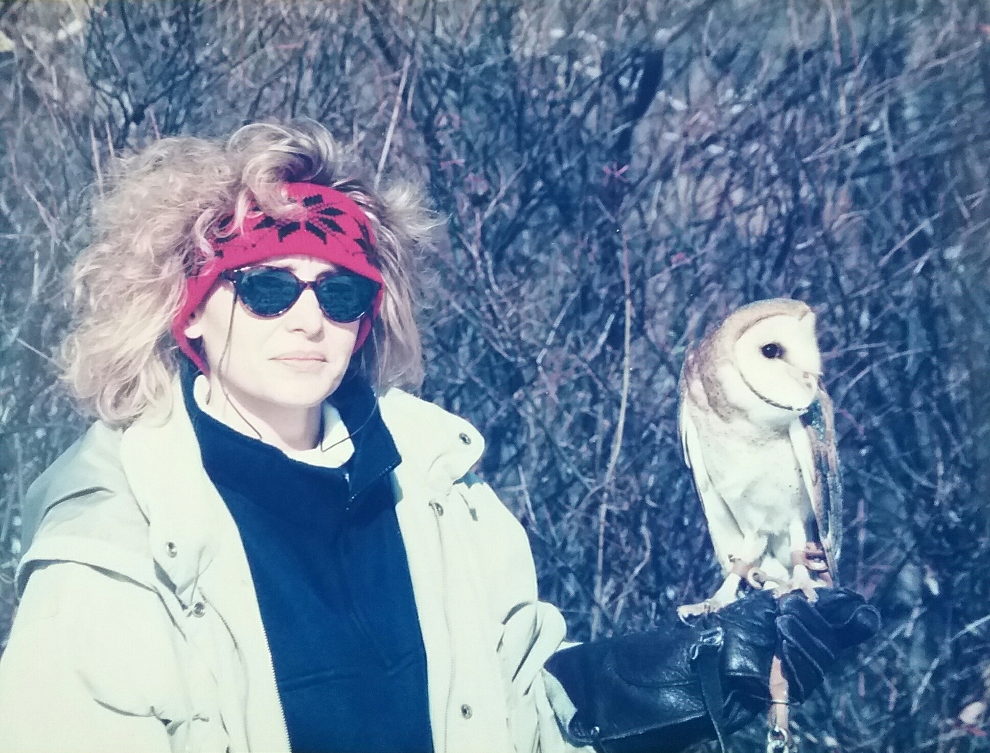 Artemis, a Barn Owl that was part of a barn owl breeding project and kept by the wildlife center for educational purposes.