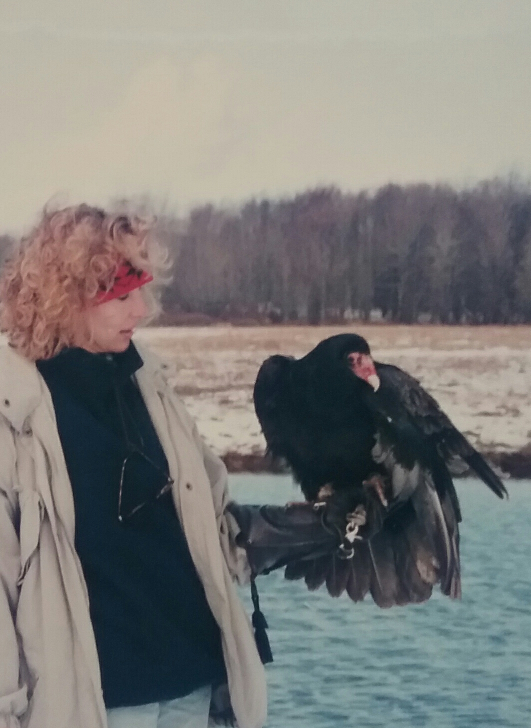 Retch, the Turkey Vulture who damaged his wing in a vehicle collision and was not releasable to the wild.