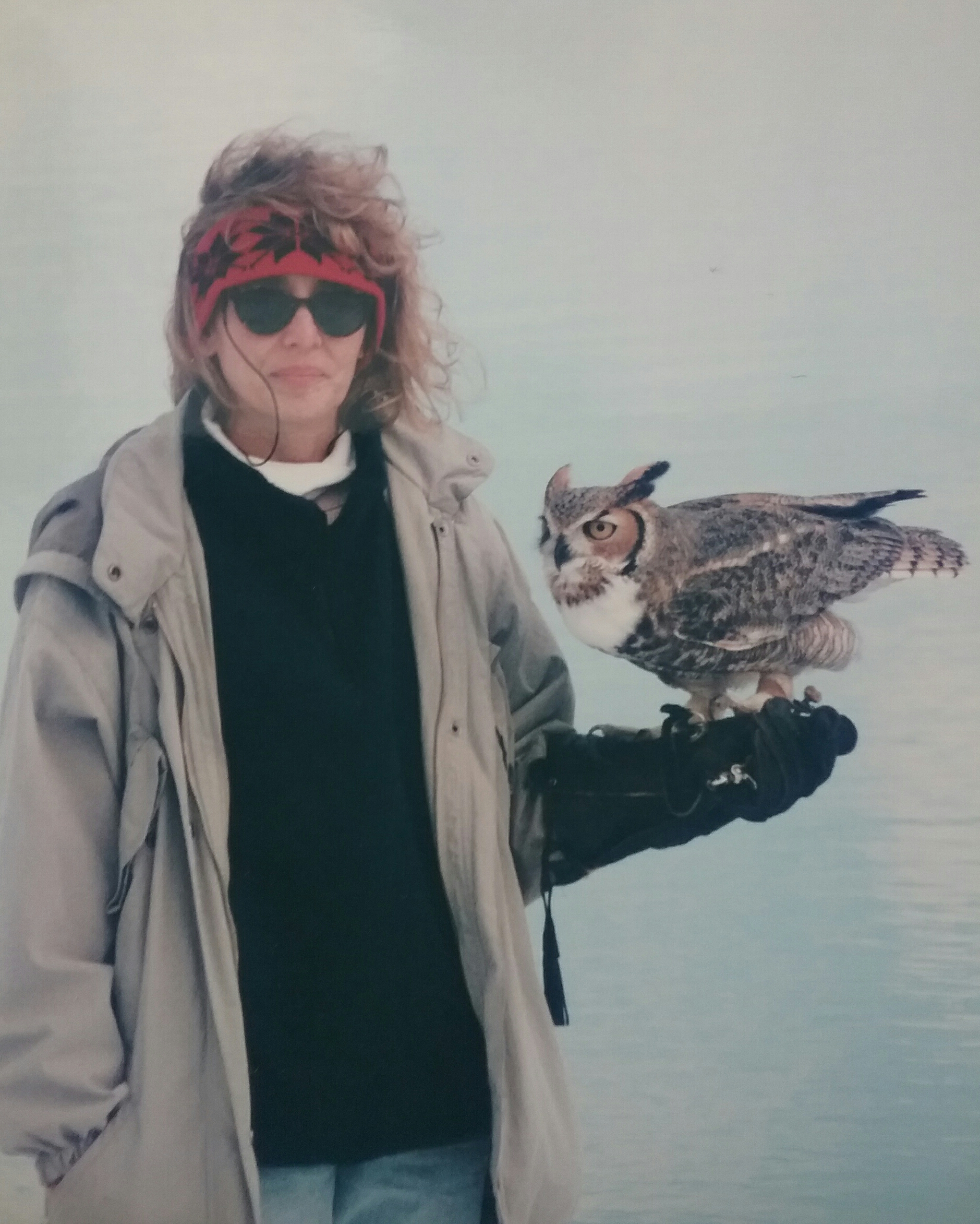 Yoda, a Great Horned Owl that was imprinted by a well meaning person and eventually became too much to handle. He was later transferred to a wildlife center. 