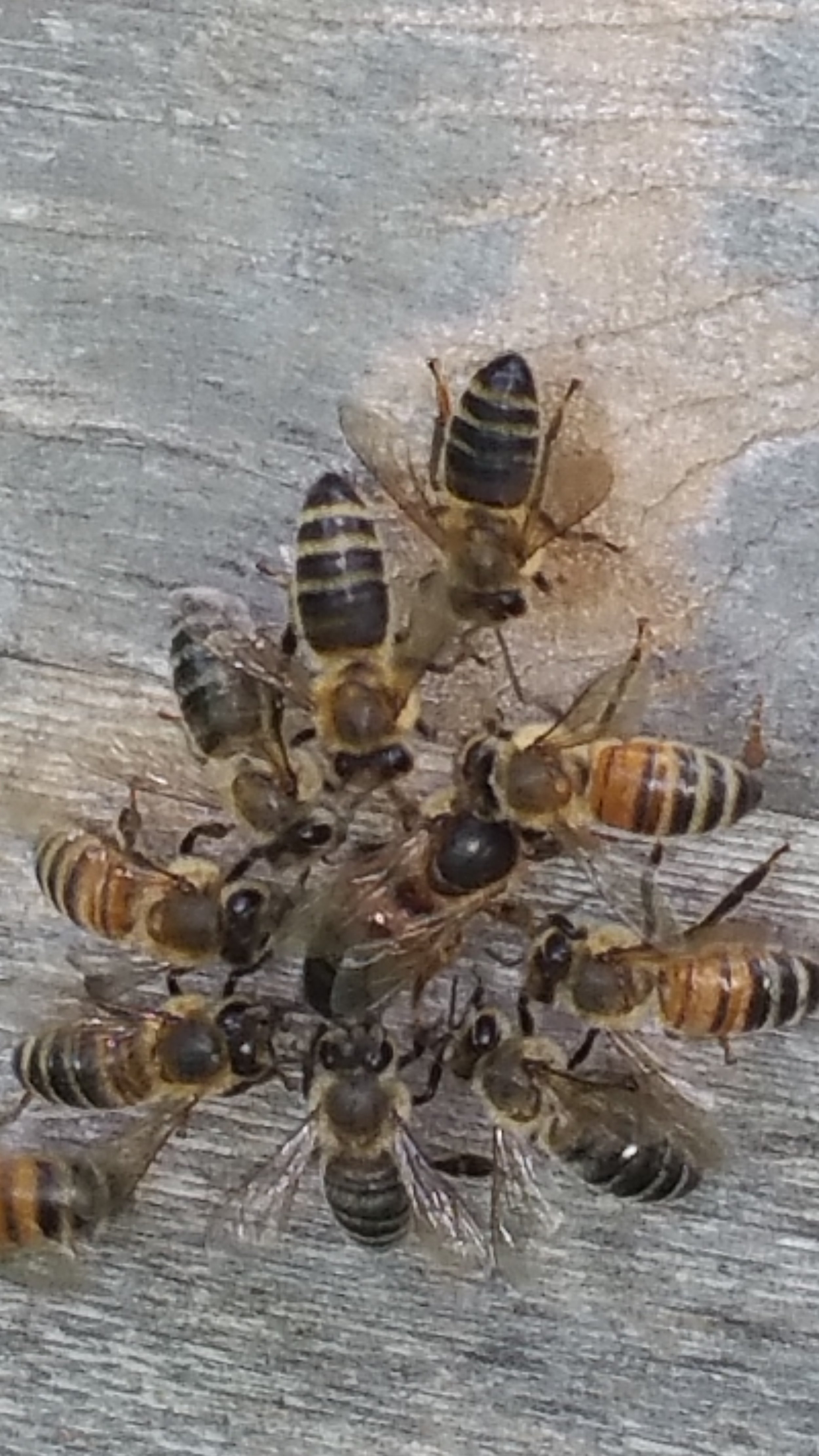 A new Queen surrounded by her loyal worker bees.