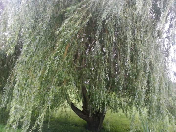 A mature Willow (not the ones in this story)