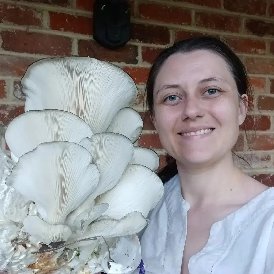 I grew massive oyster mushrooms.