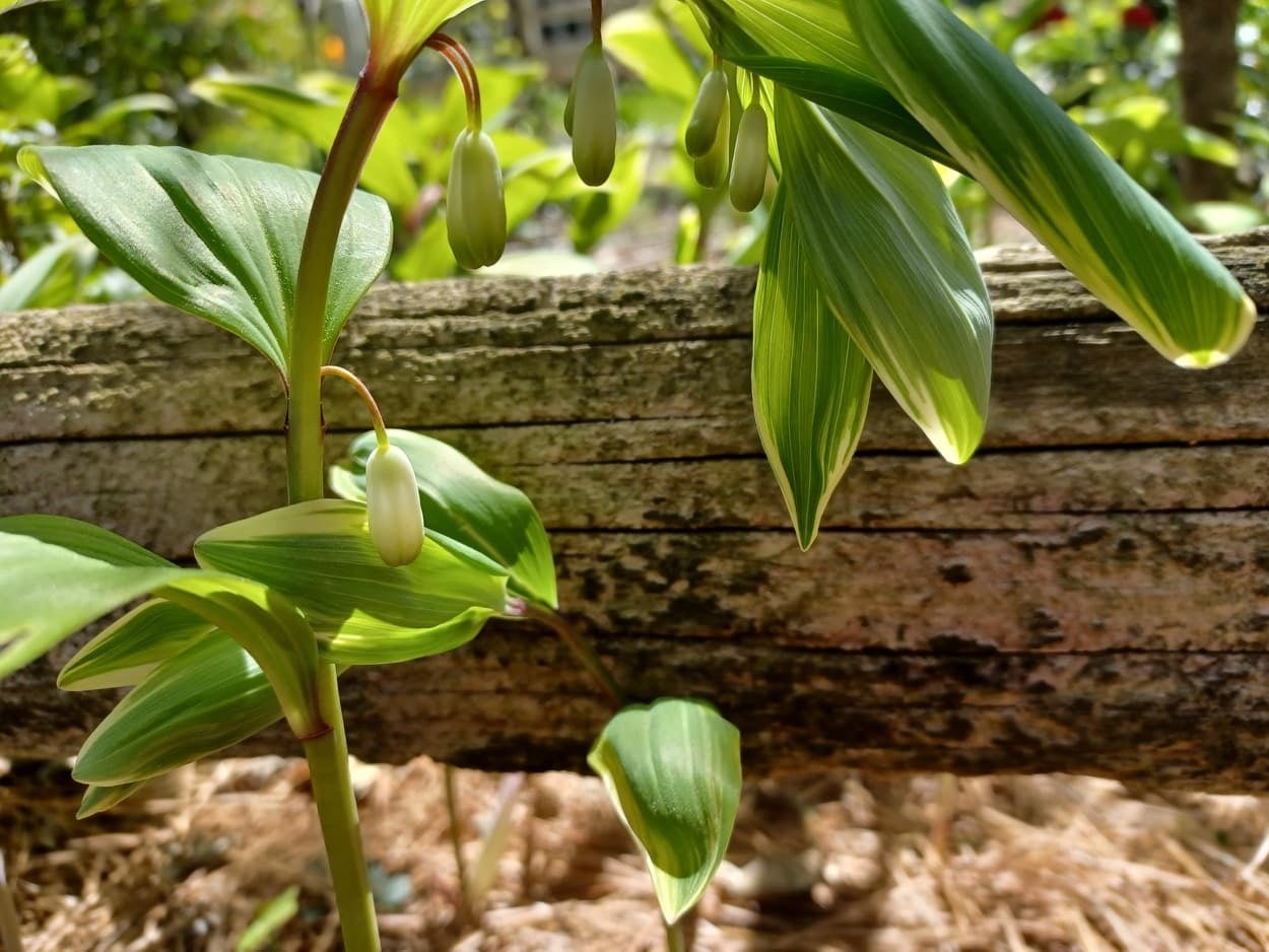 A moment with a medicinal herb