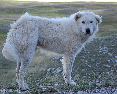 Maremma sheepdog. Image by MGerety, via Wikimedia Commons