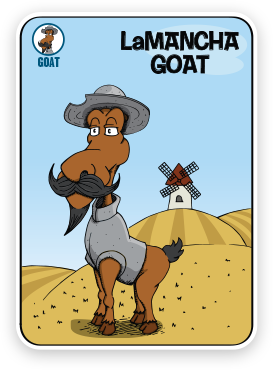 One of the Goatfish goat herds, the handsome LaMancha