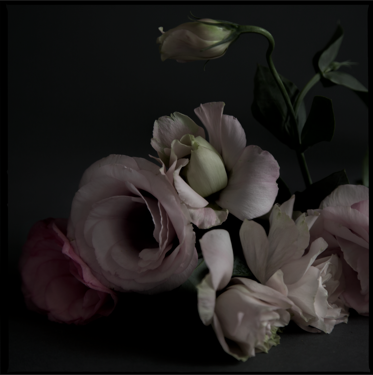 LISIANTHUS COMPOSITION.png