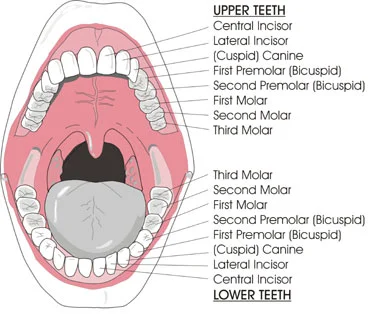 Teeth Names.jpg