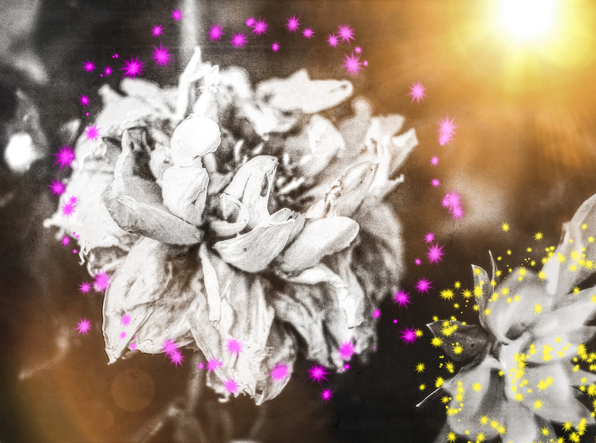 DSC_0827 BW_Design small.jpg