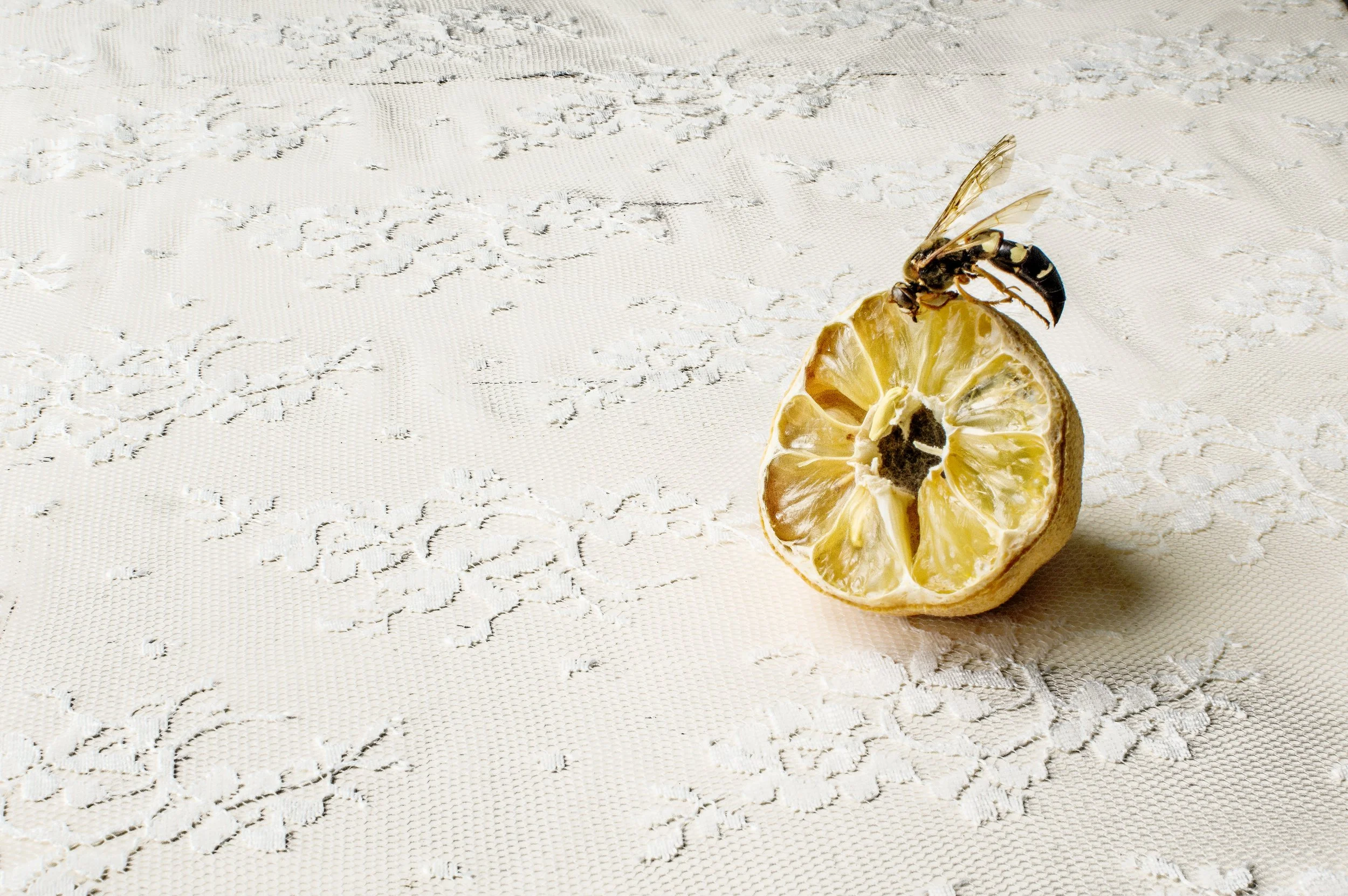 MKott_LemonBee.jpg