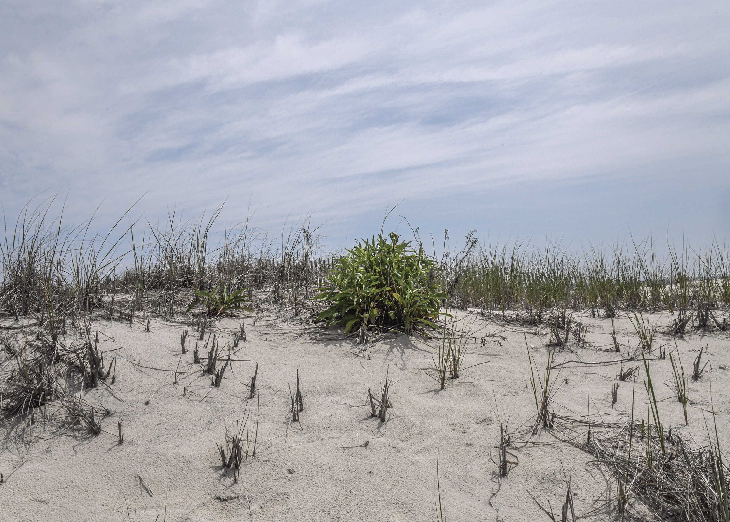 Surf City, Sand Dunes #3