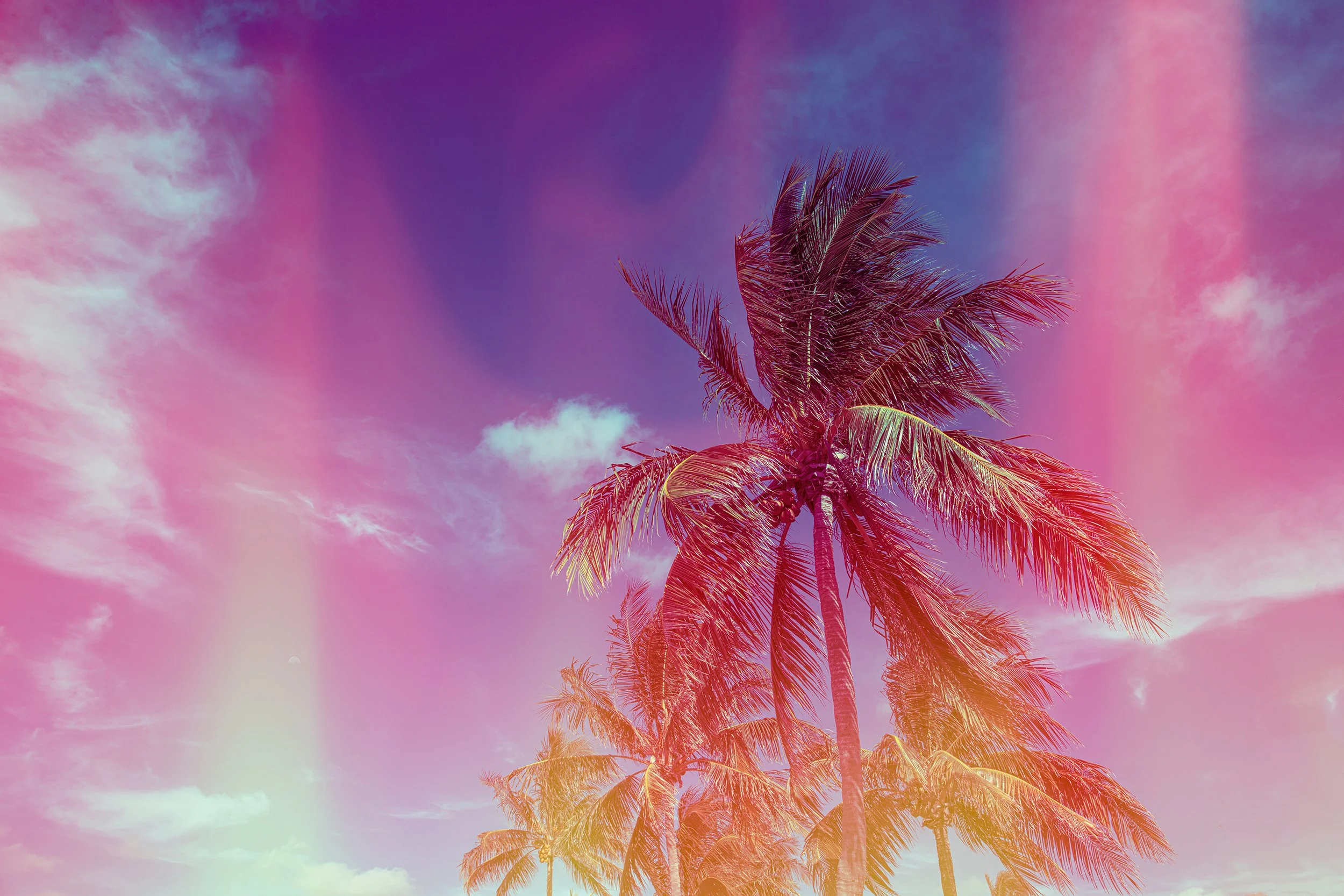 West PalmBeach Hot Palms