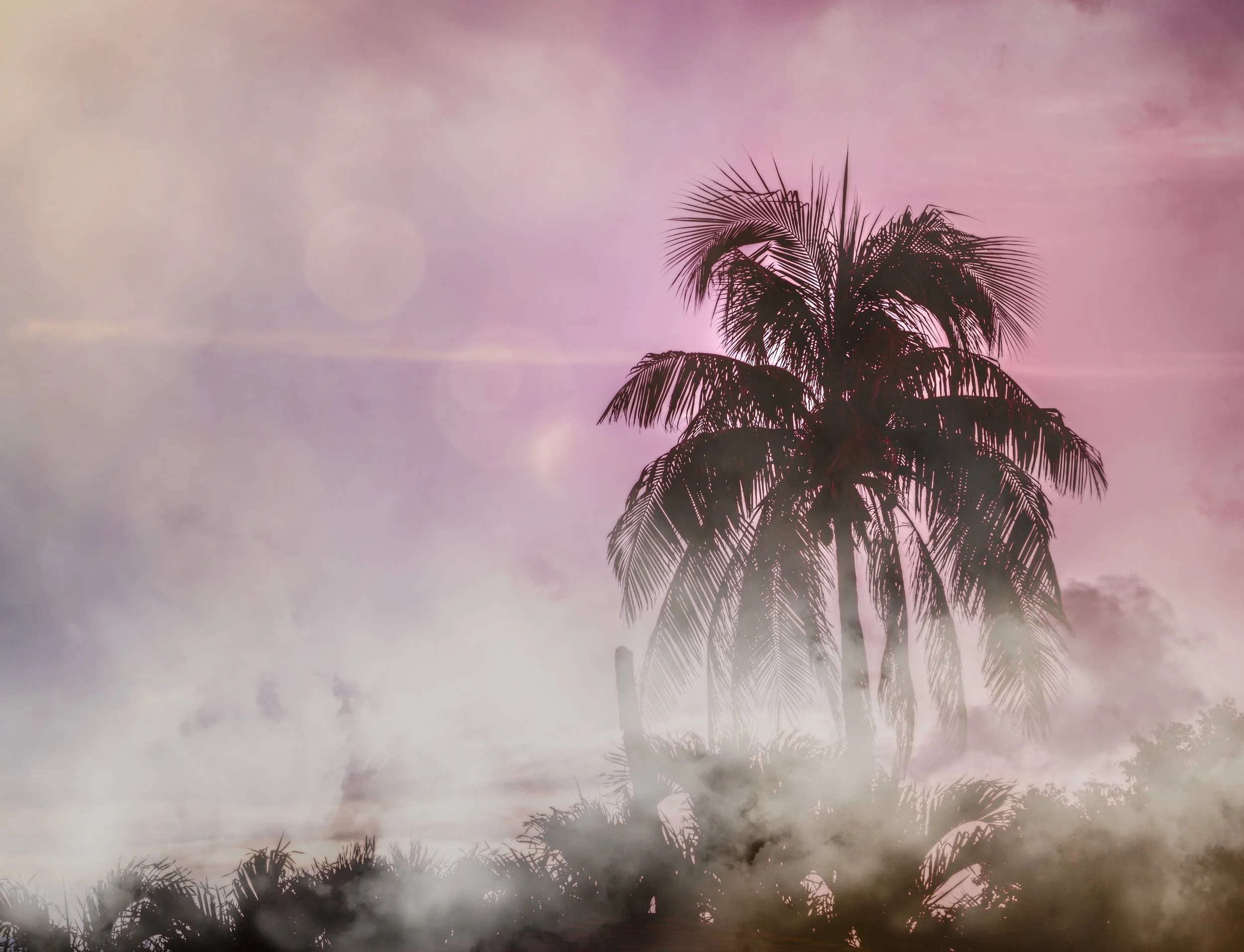 MKott_FogPalm.jpg