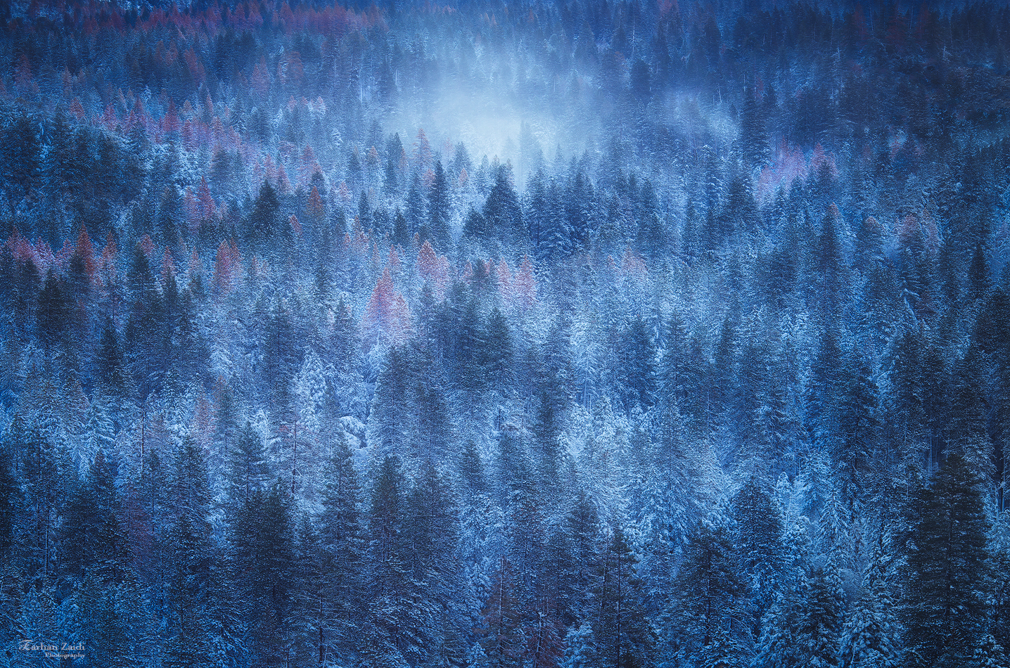 TreesAbstract.jpg