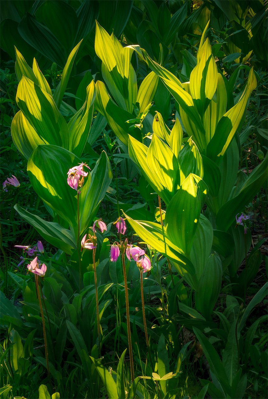 CornLilliesBacklit.jpg