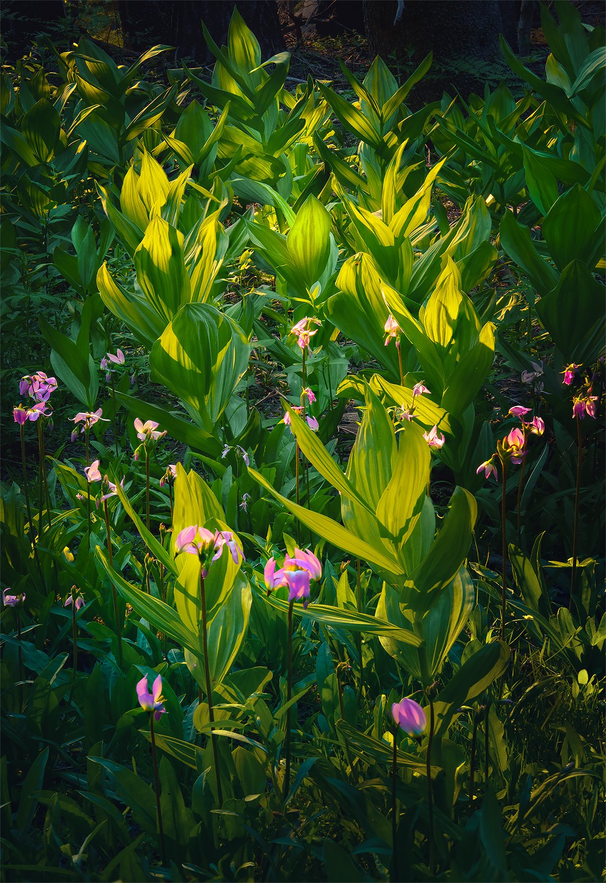 CornLilies2.jpg
