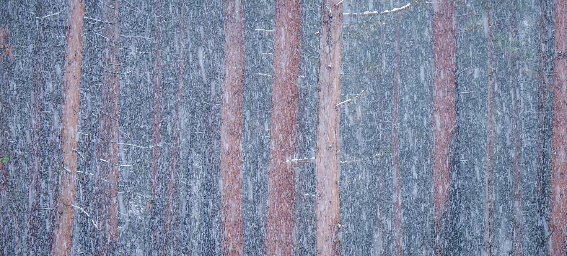 SnowTrees.jpeg