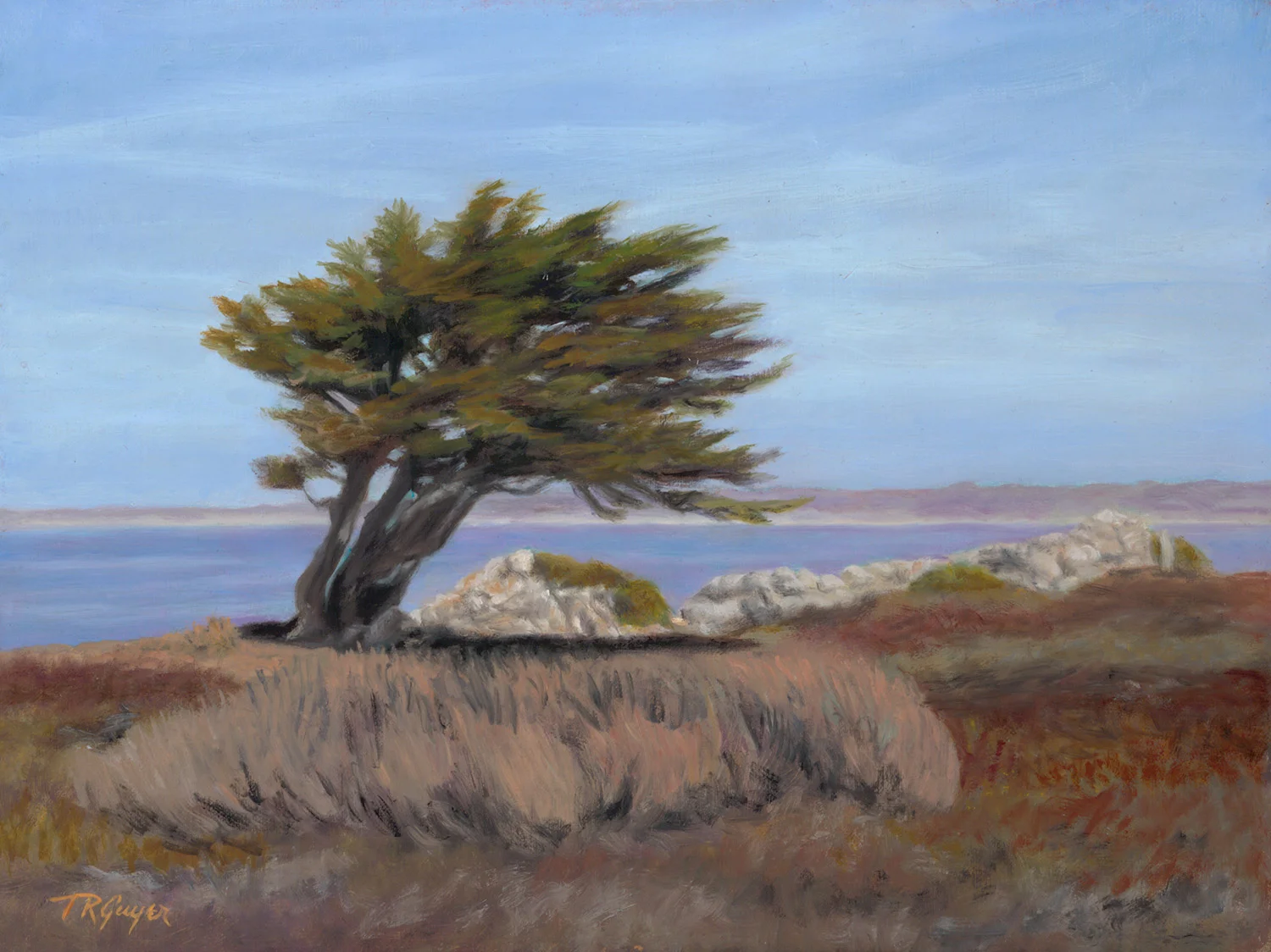 " Monterey Cypress " 9x12" oil on linen over wood panel