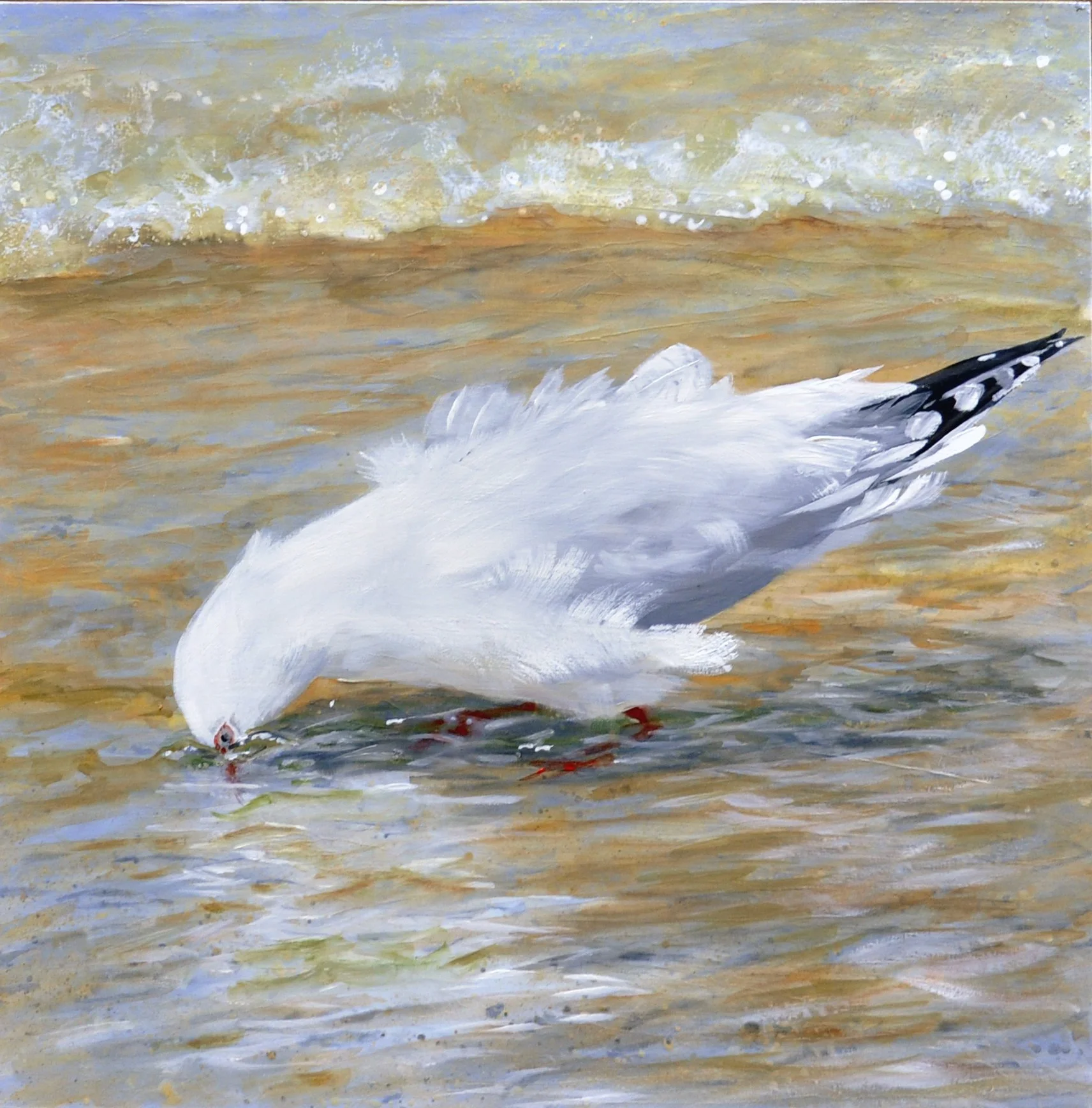 Gull Dipping