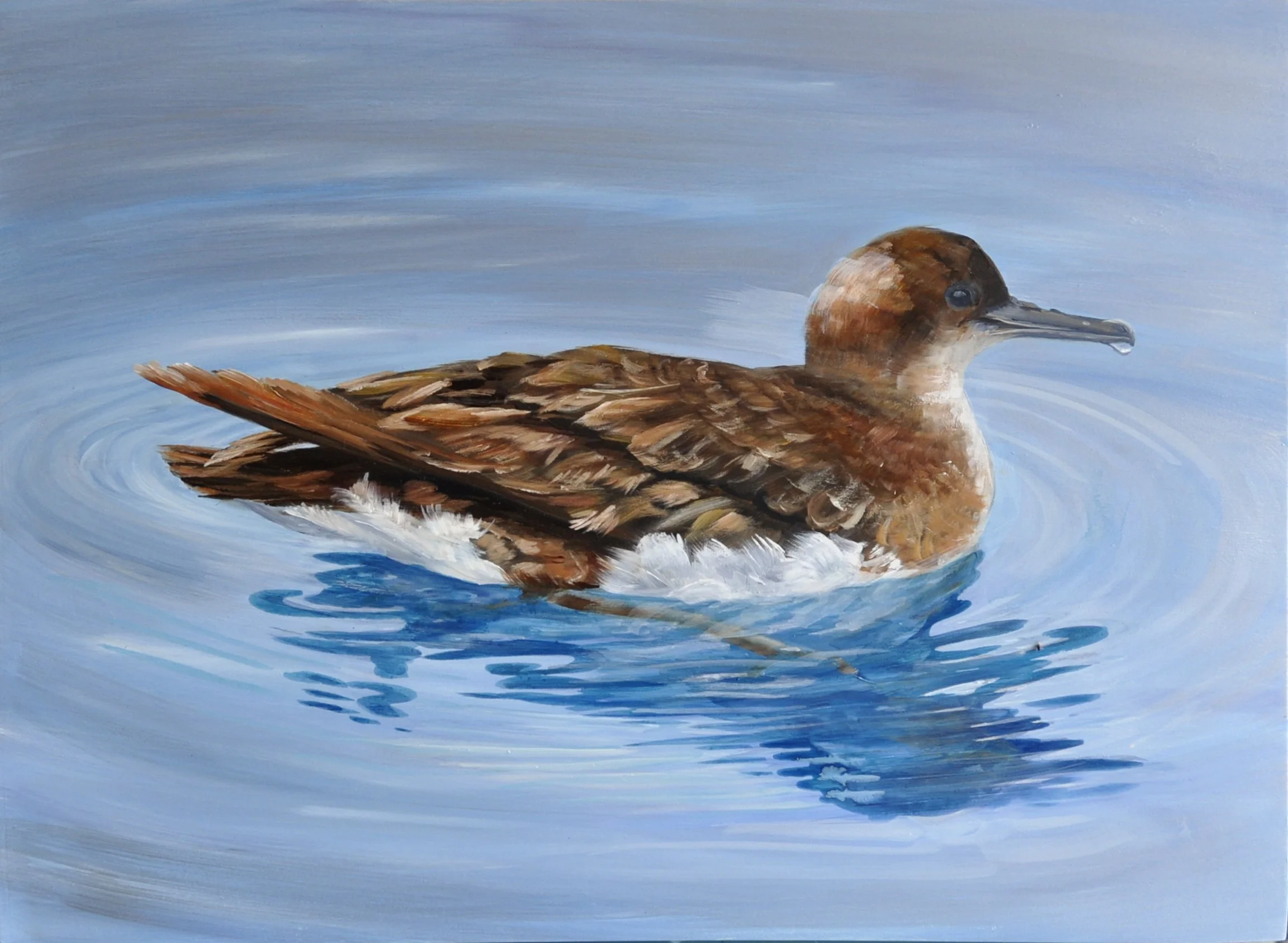 Fluttering Shearwater.jpg
