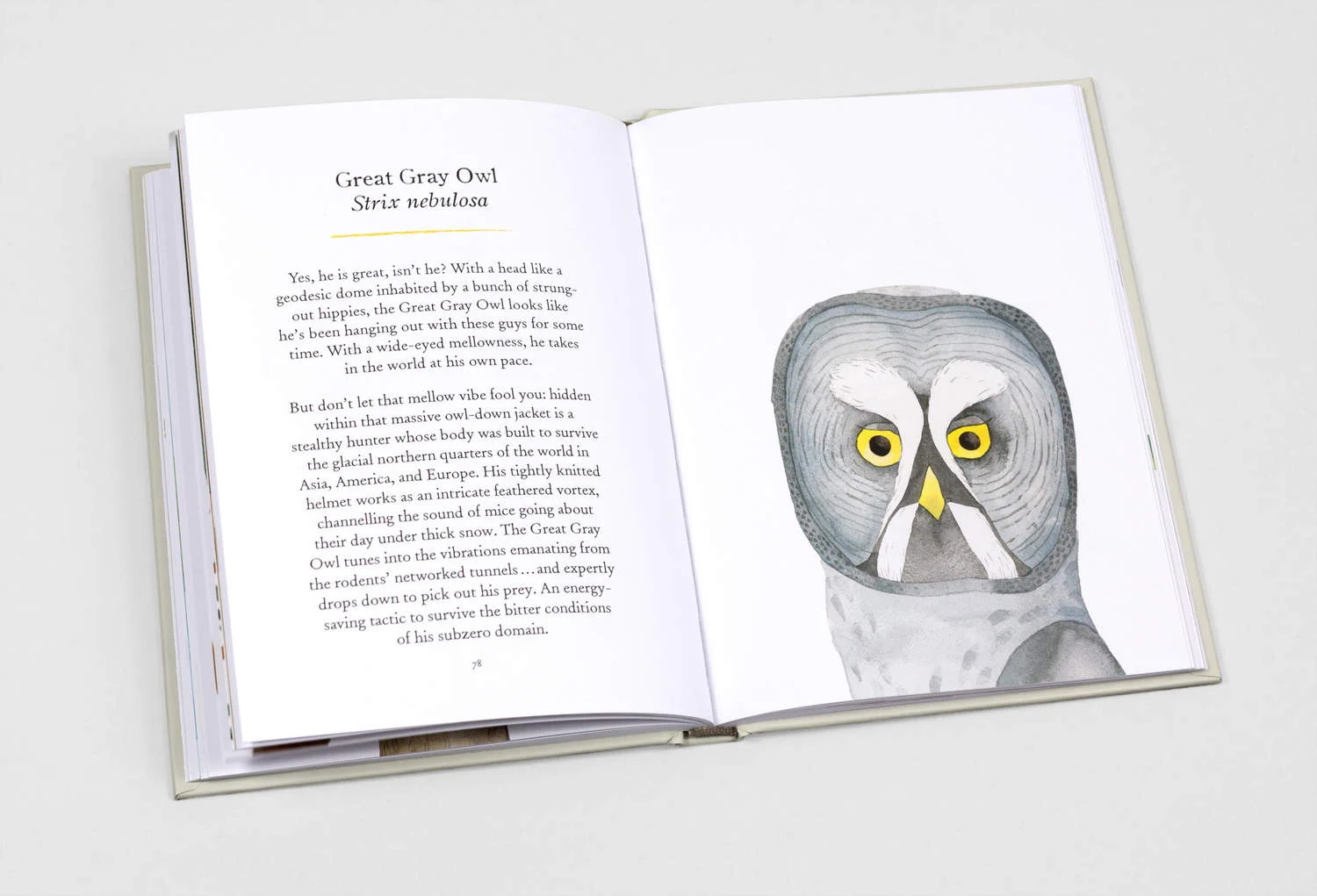 matt-sewell-owls-our-most-charming-bird-ADDITIONAL-56396c855ac0d-1500-1.jpg