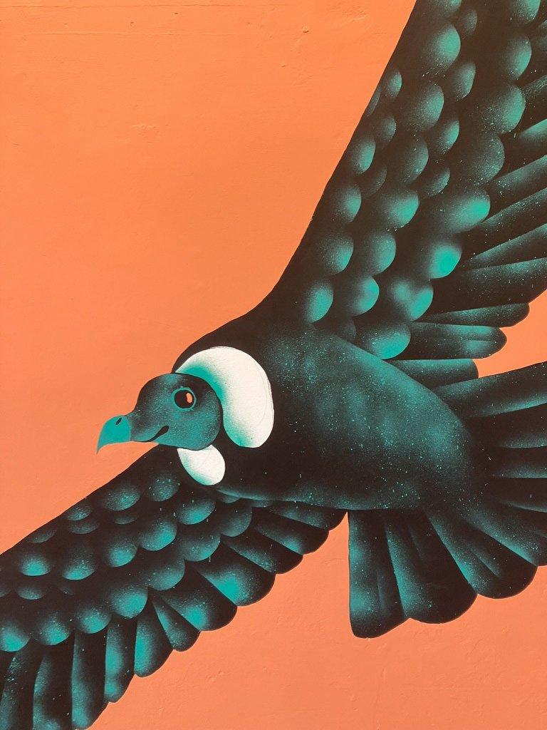 condor2.jpg