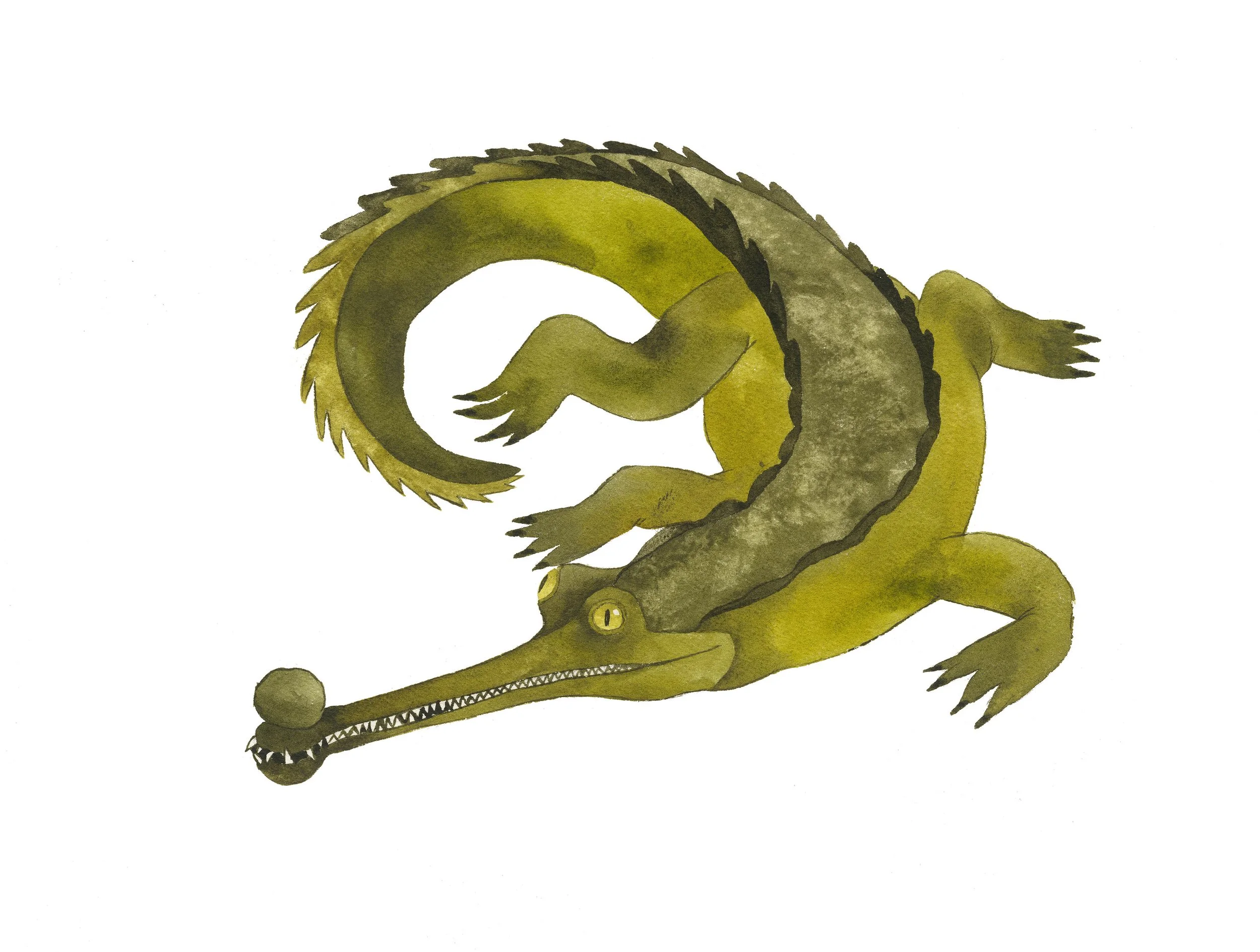 Gharial.jpg