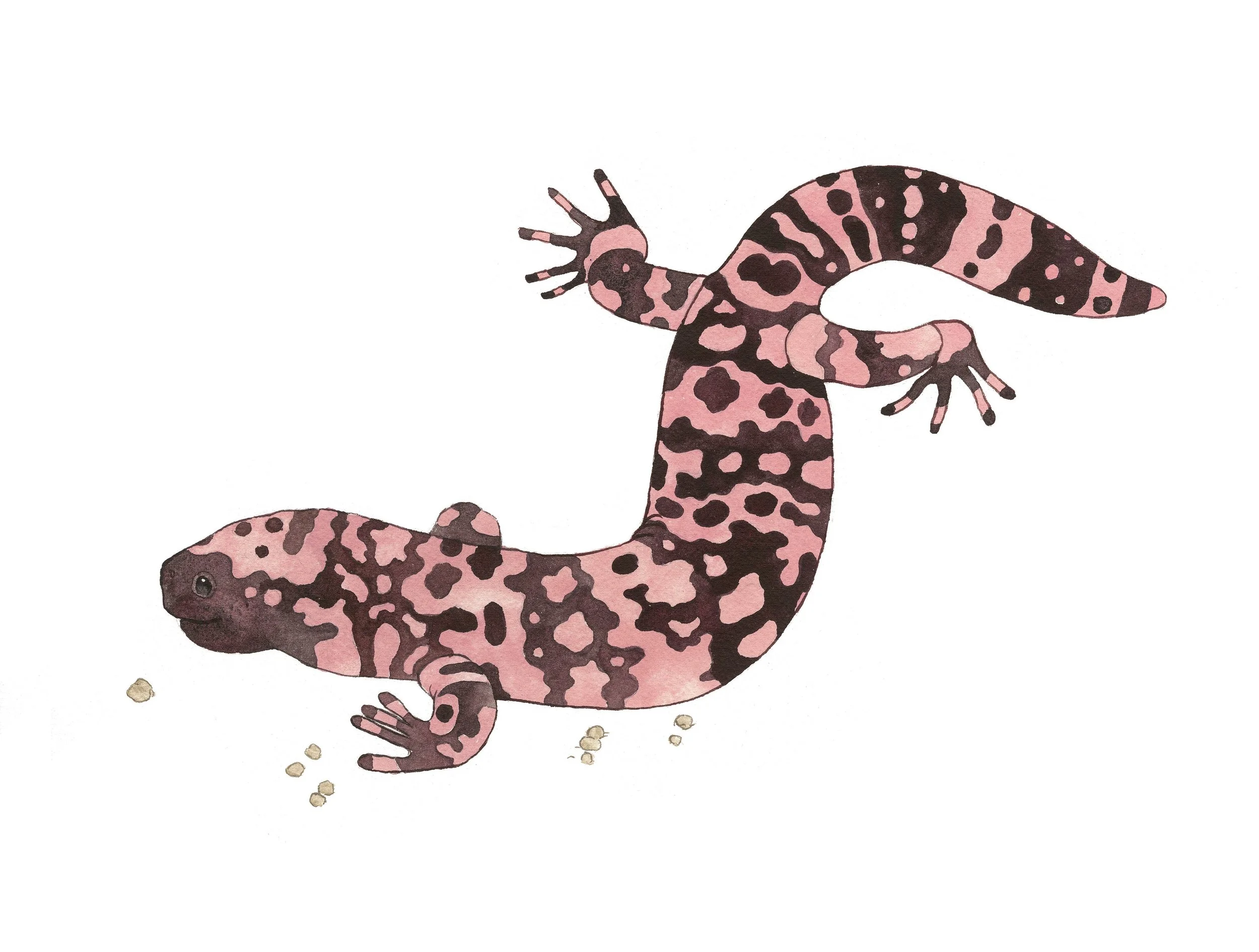 Gila Monster.jpg