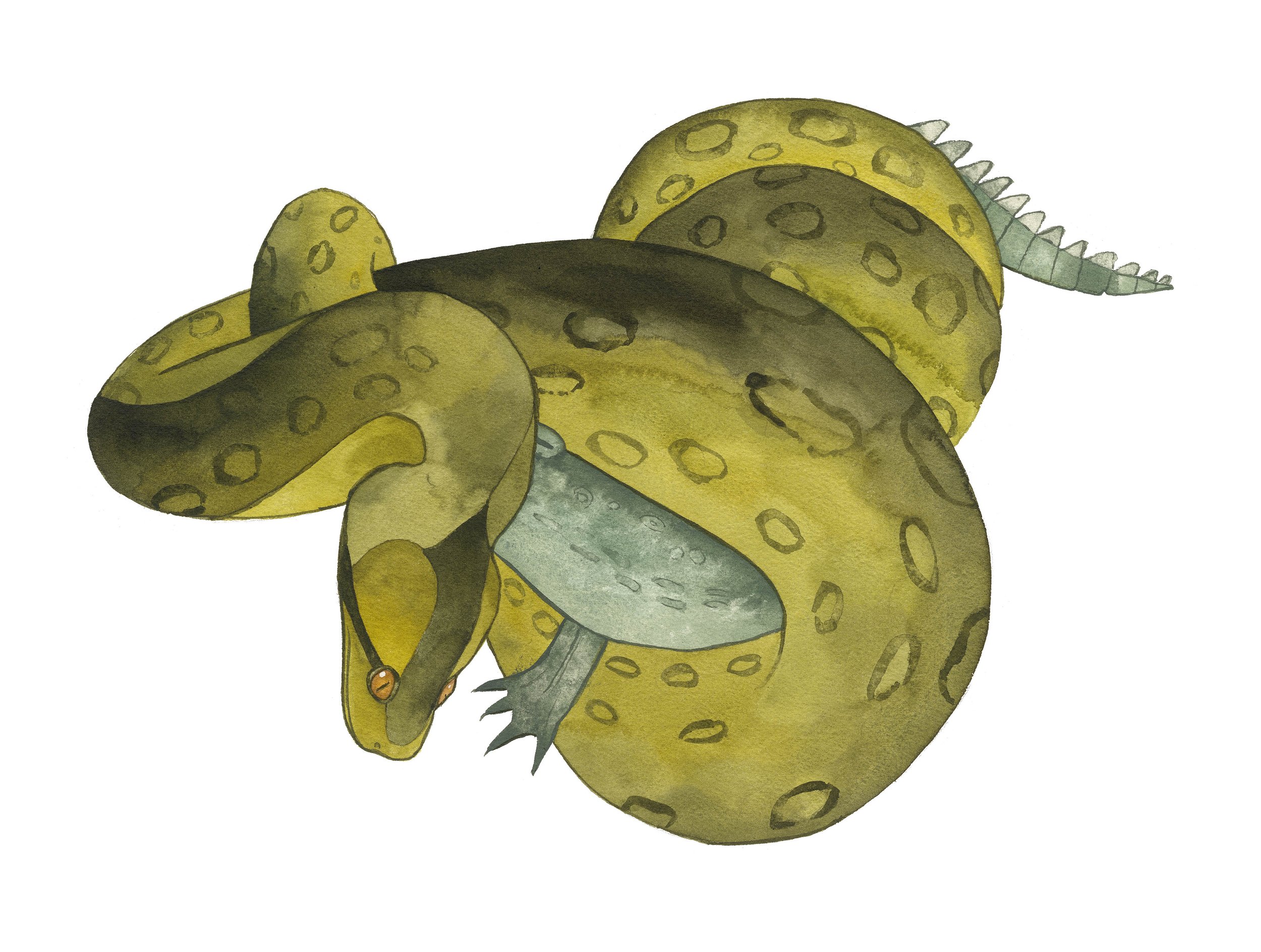 47_Green Anaconda.jpg