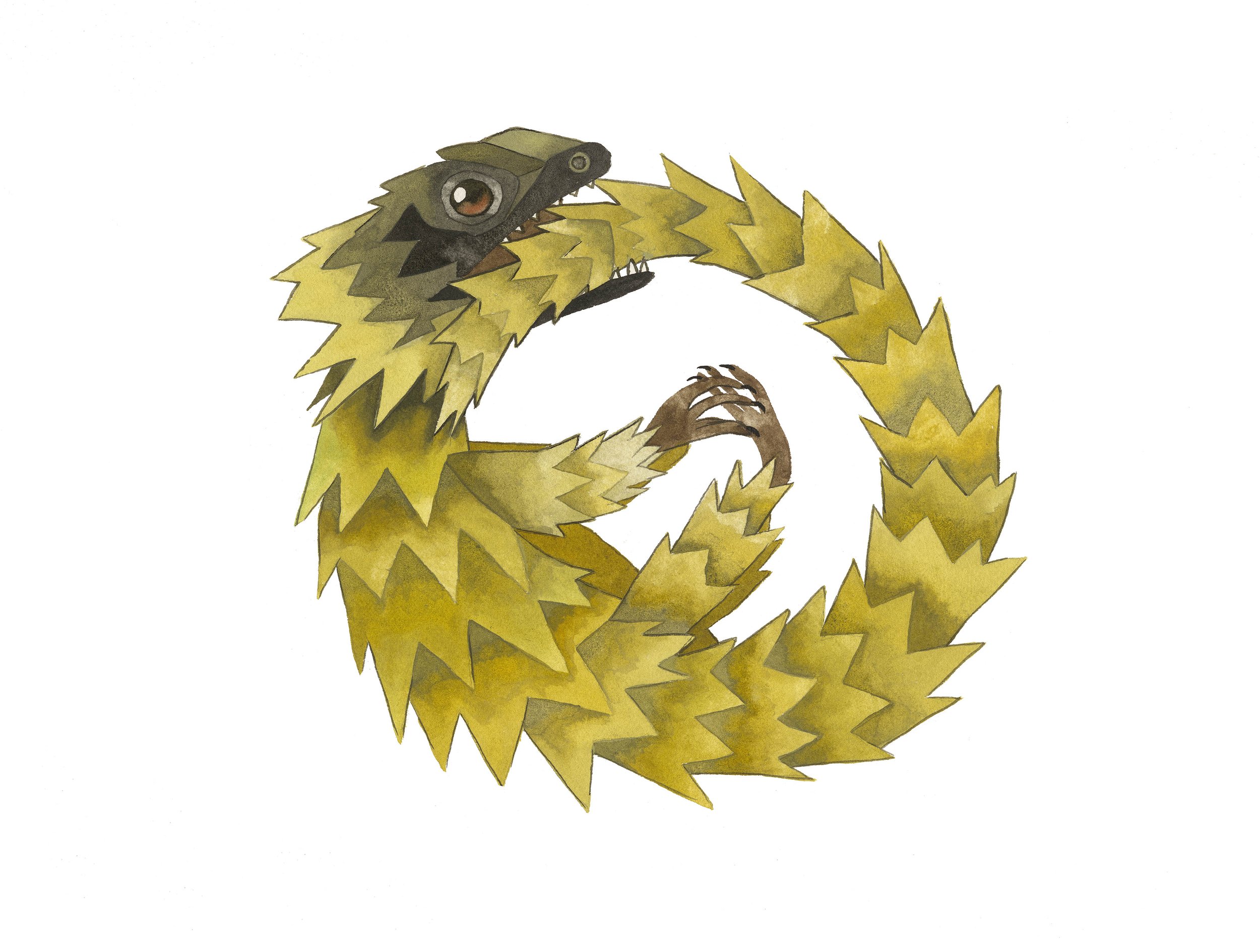 Armadillo Girdled Lizard.jpg
