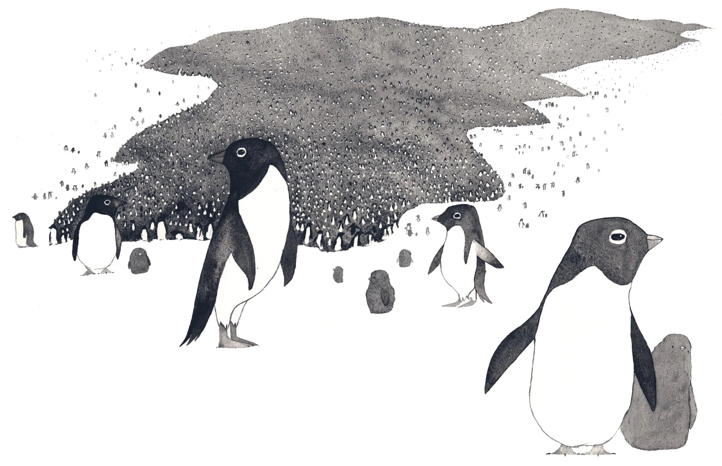 Antartica_Adele Peguin.jpg