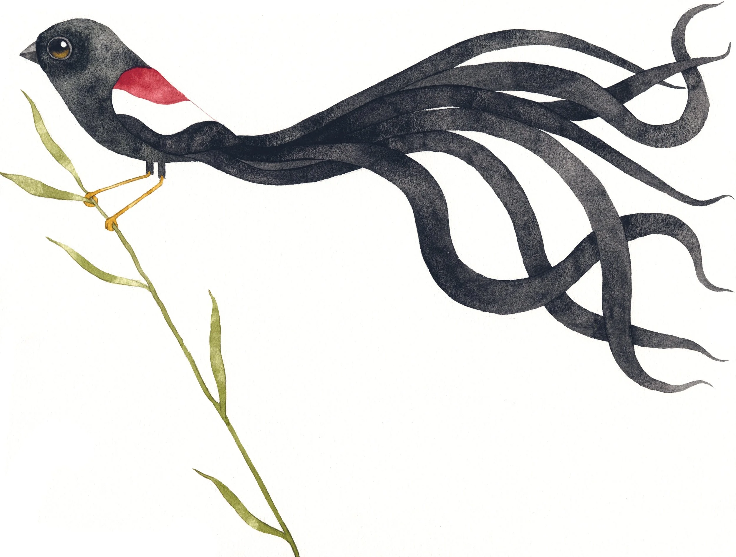 Africa_longail widow bird.jpg