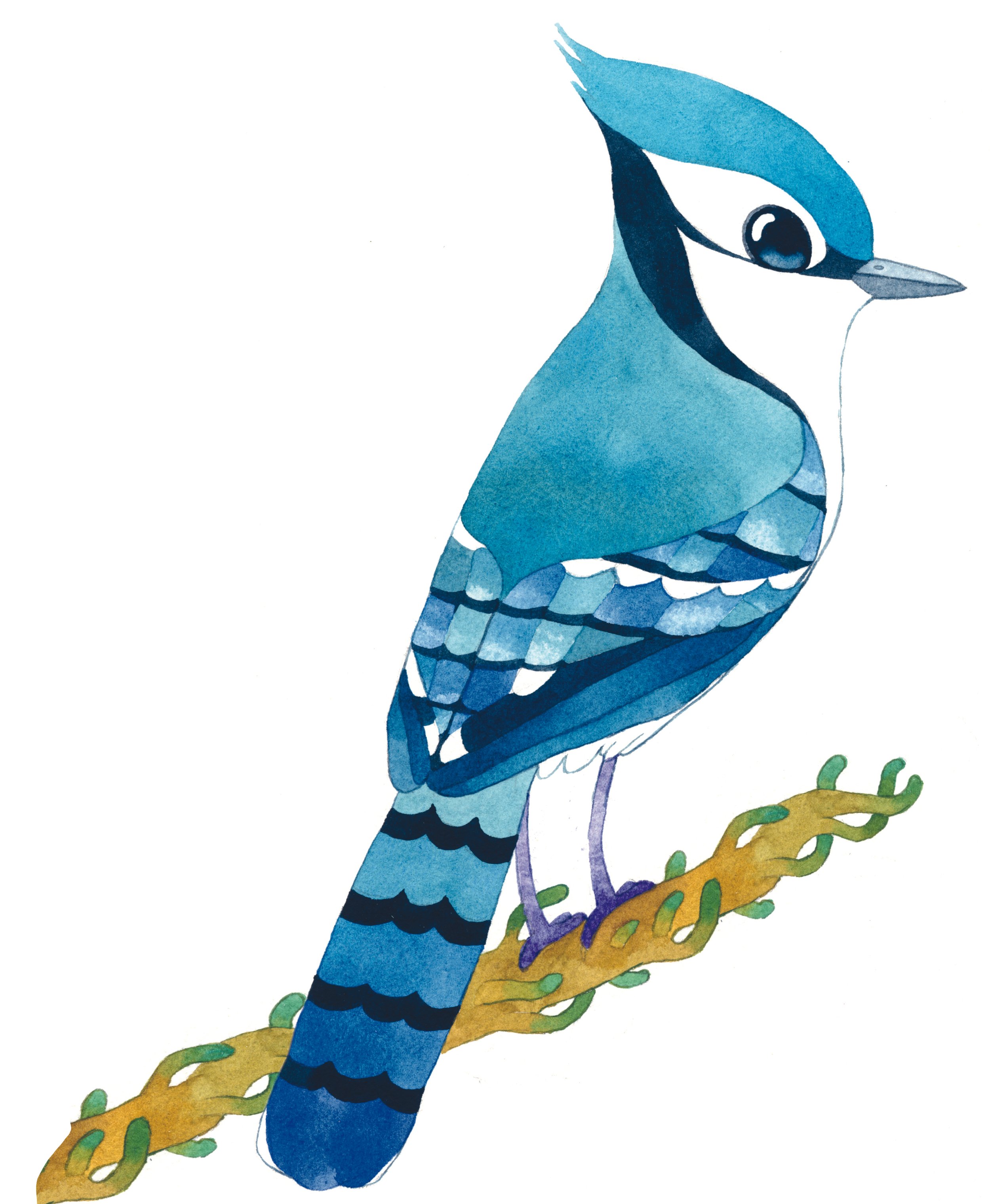 North_America_Blue Jay.jpg