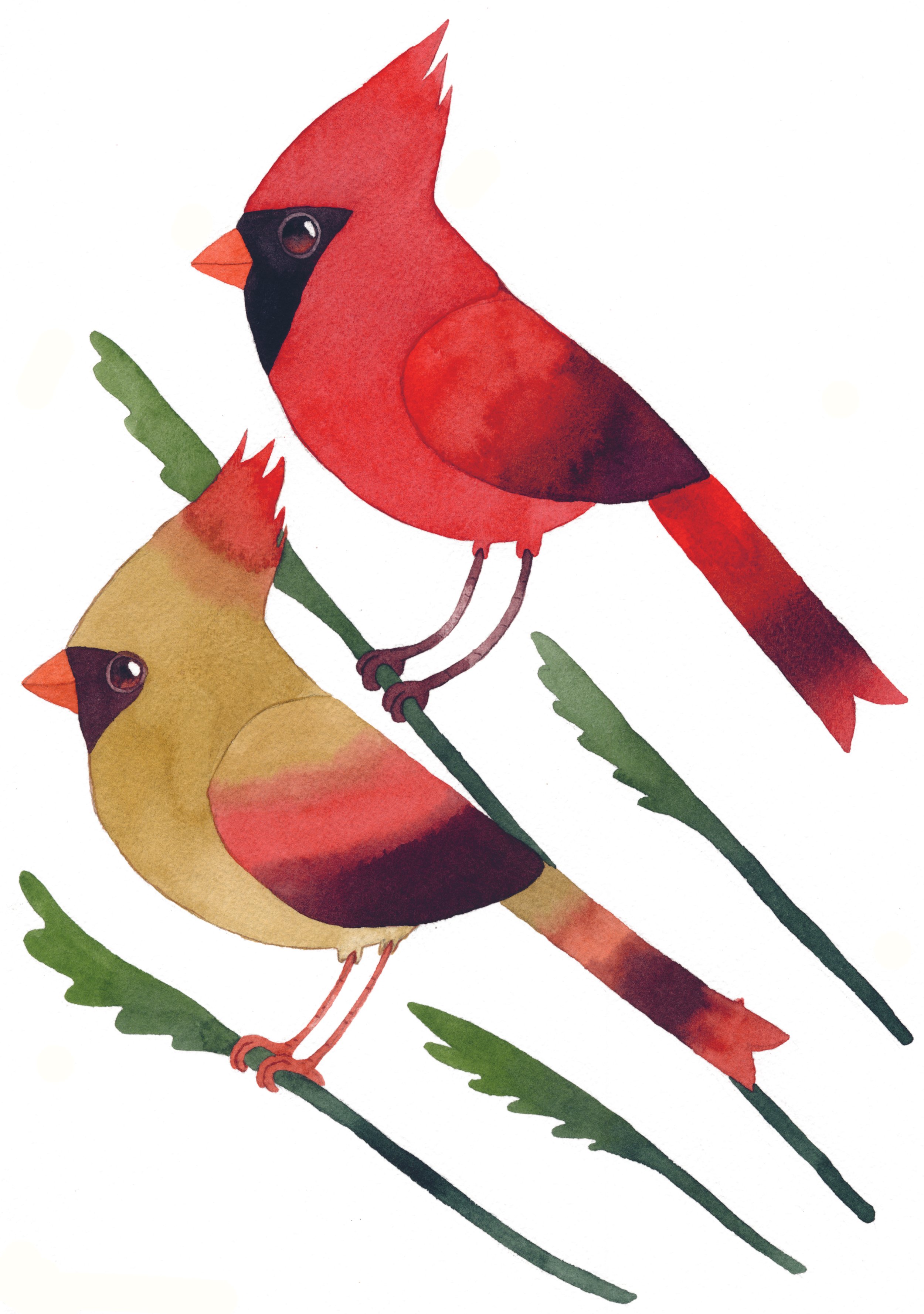 North_America_Northern Cardinal.jpg