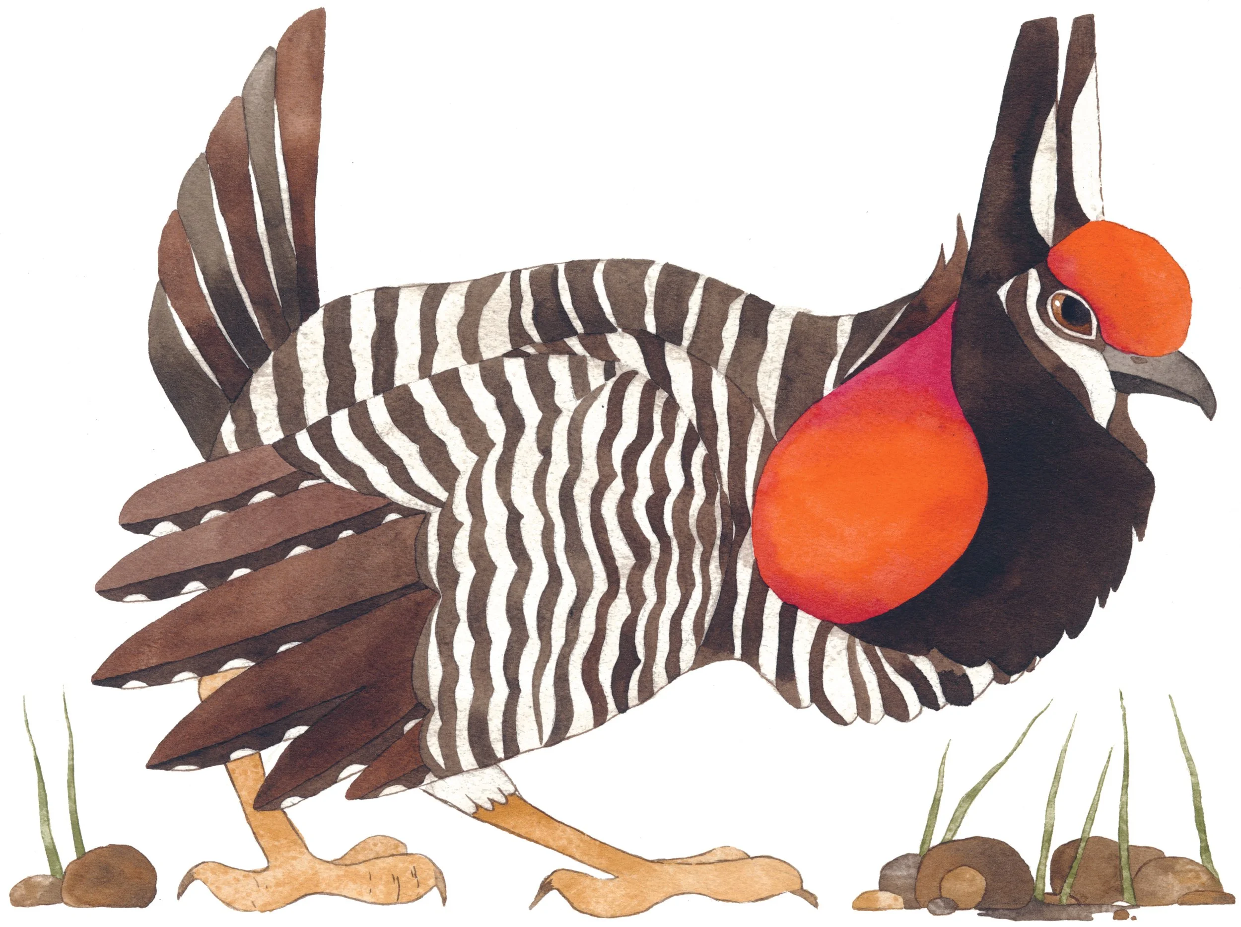 North_America_Praile Chicken.jpg