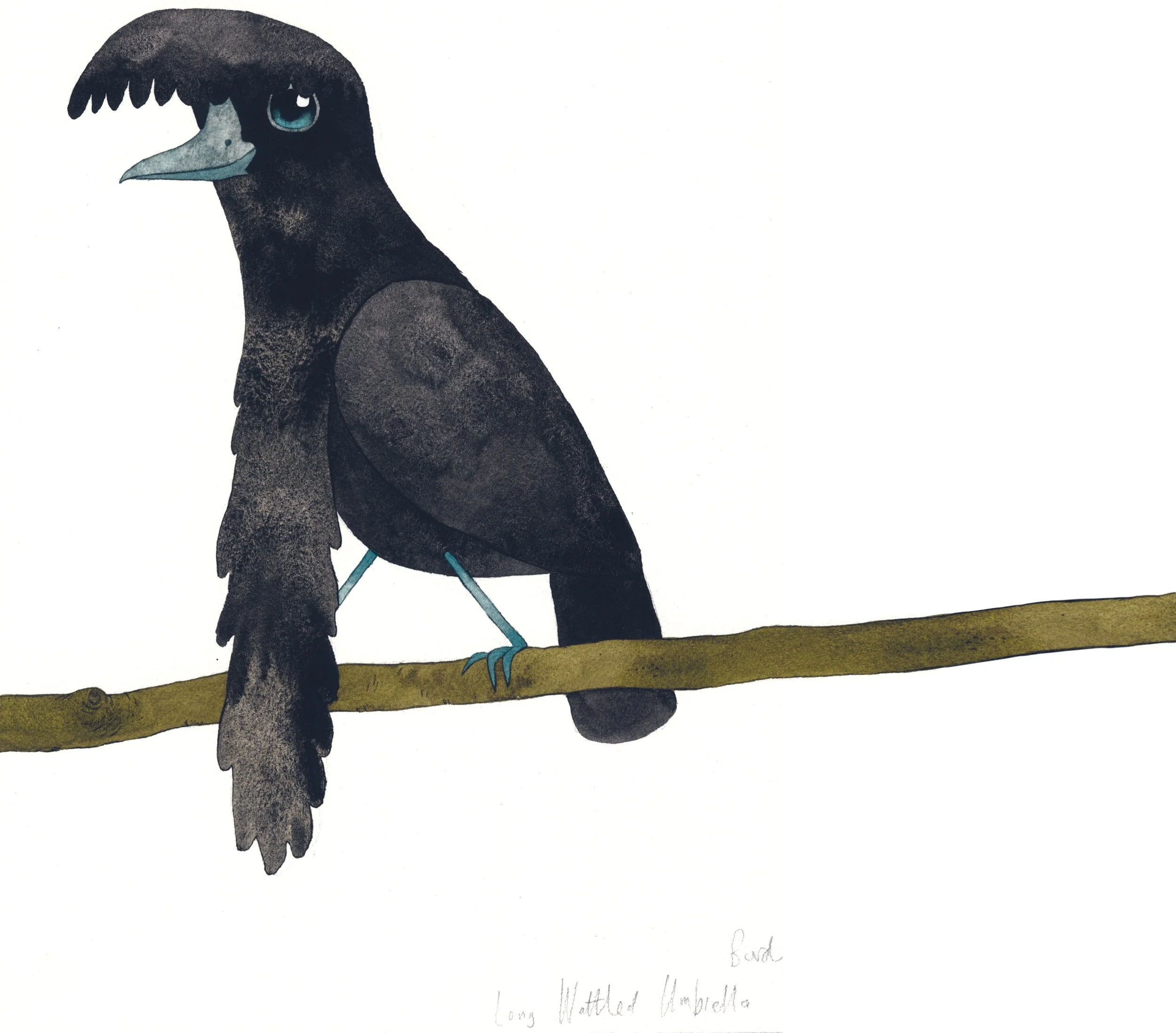 South_America Long Wattled umbrella.jpg