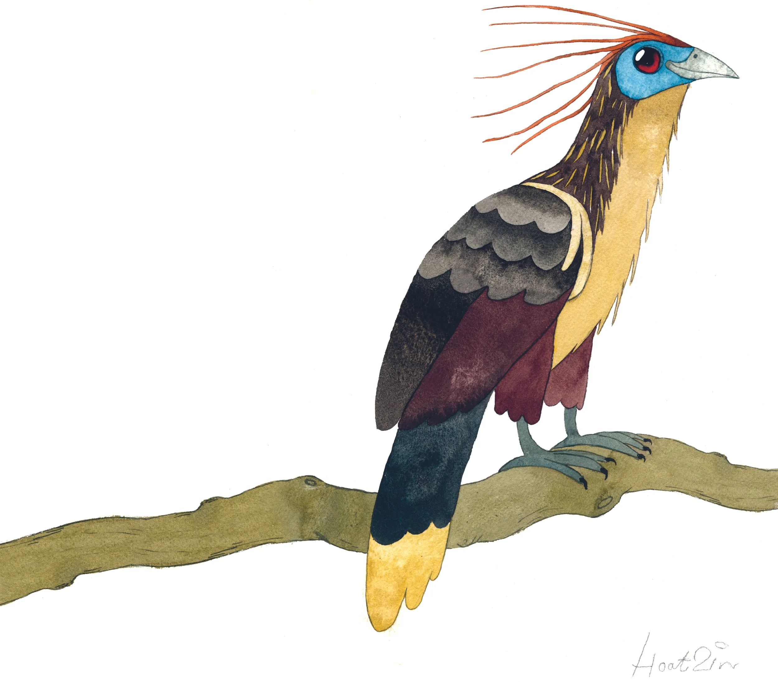 South_America_Hoatzin.jpg