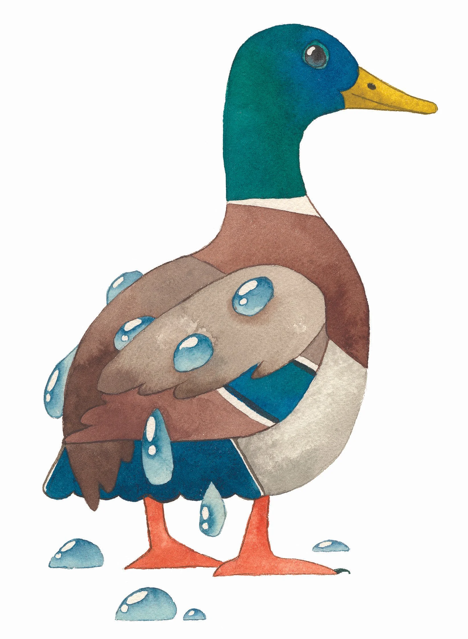 water off a ducks back.jpg