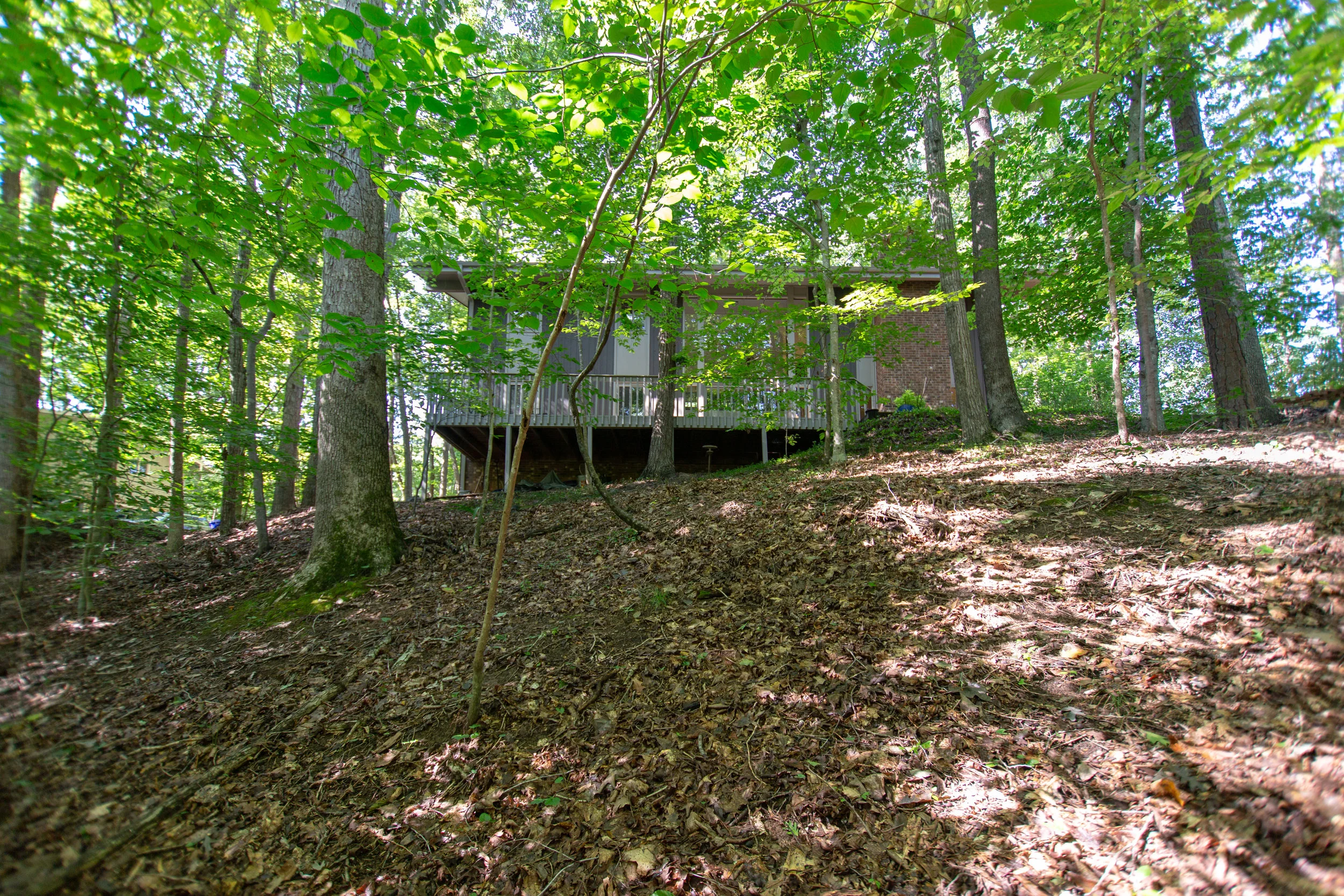 616 Beech Tree56.jpg