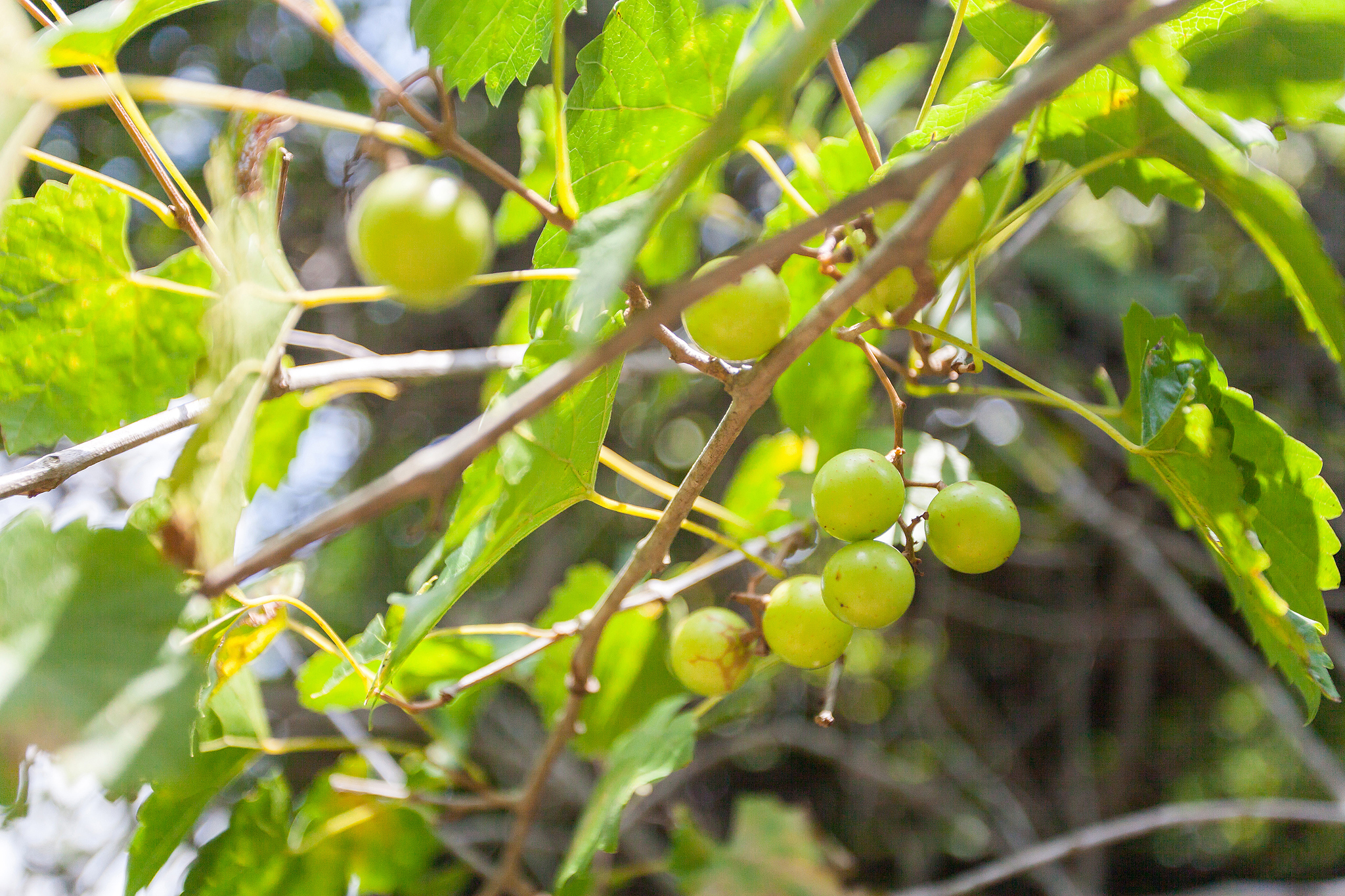 grapes.jpg